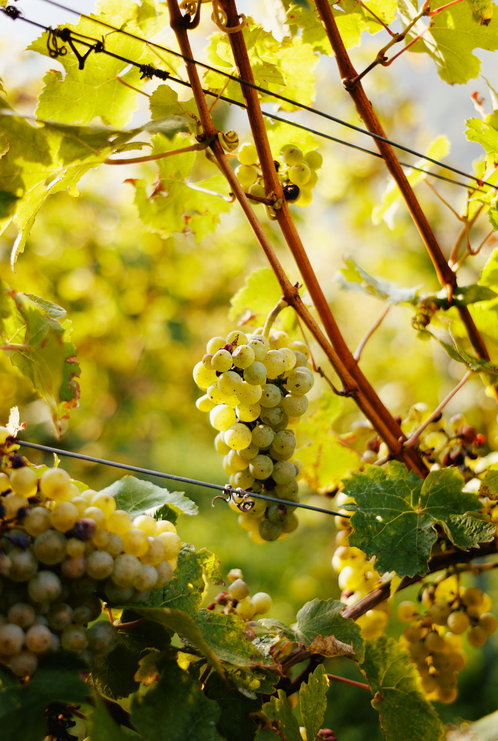 Der Herbst ist da!