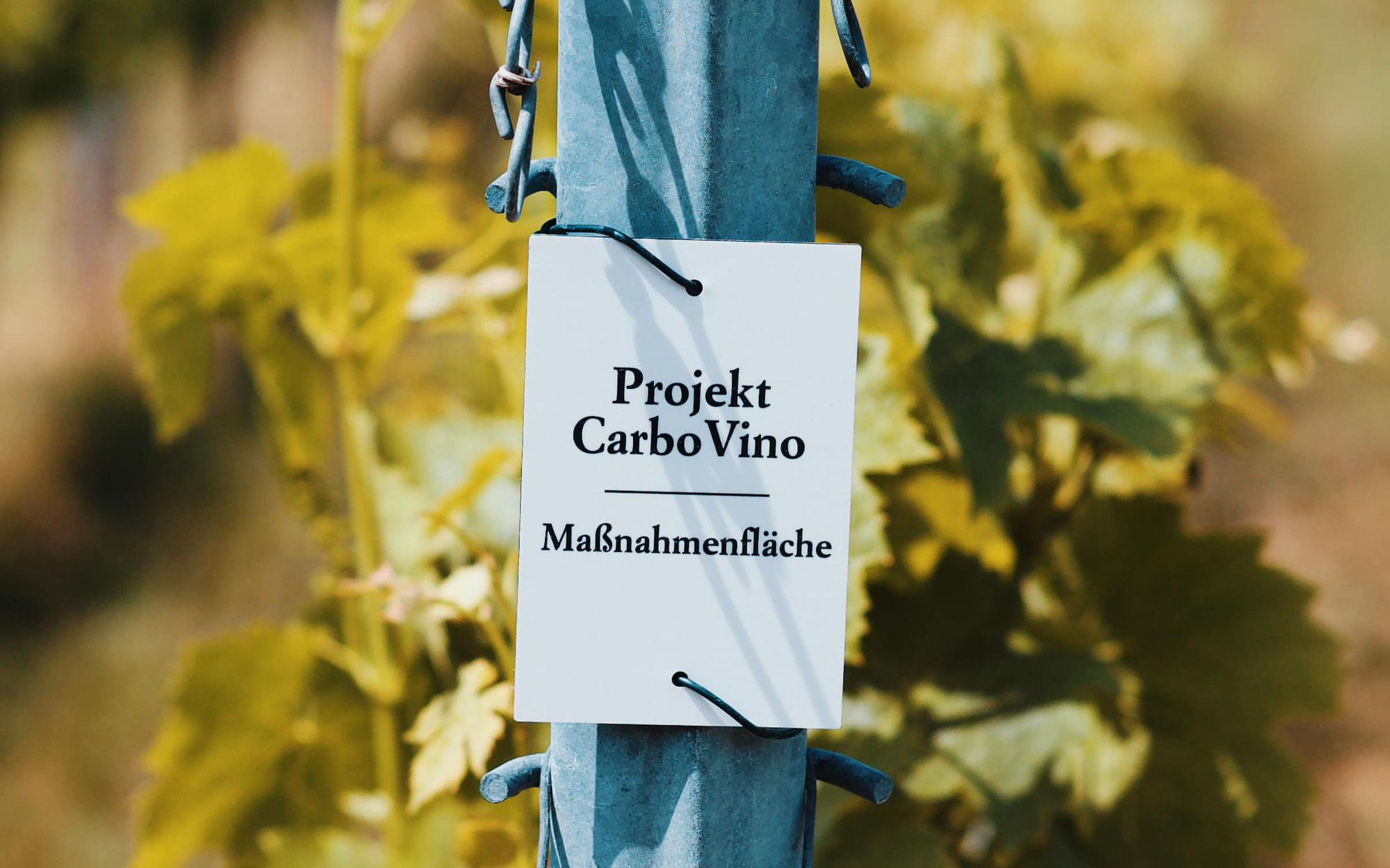 Carbo Vino Video