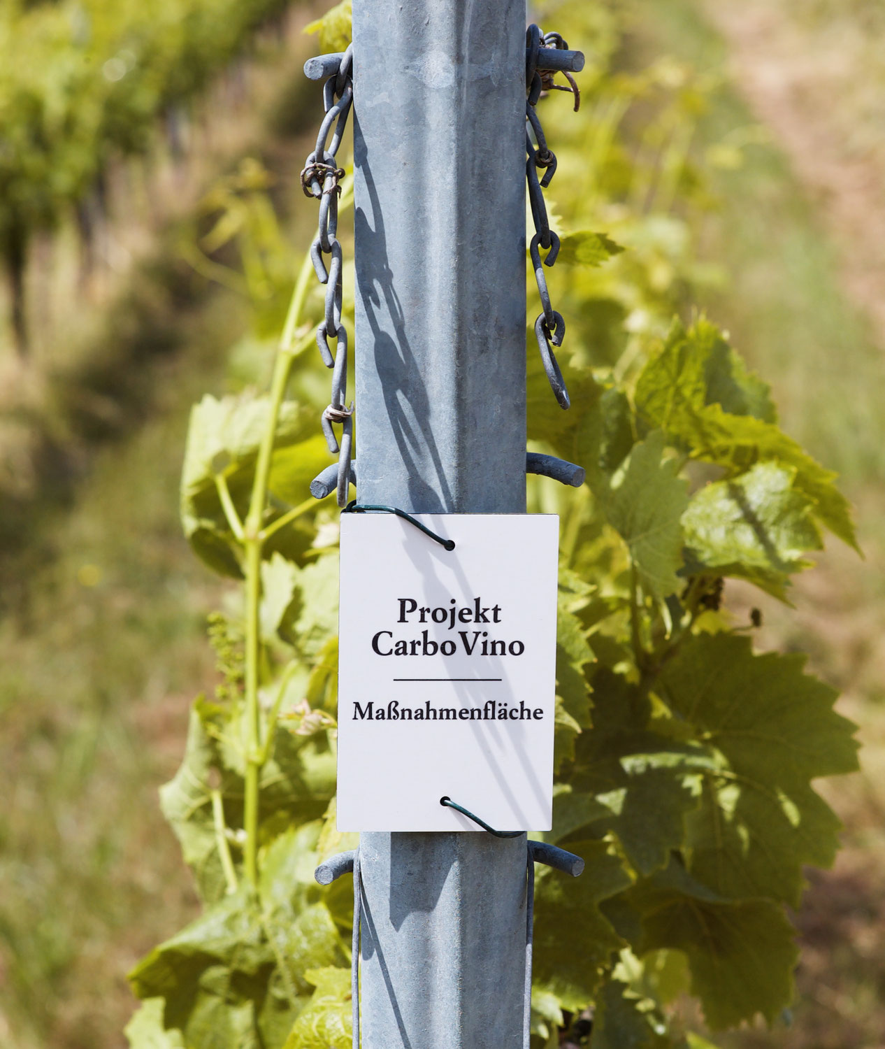 PROJEKT CARBOVINO