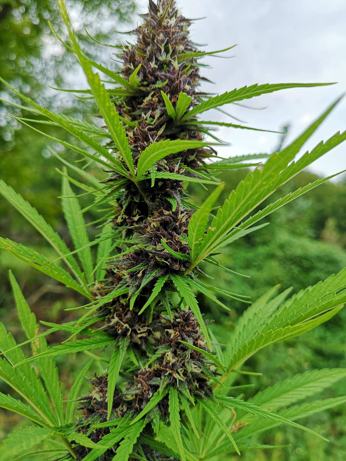 Cannabis Purple: Scopri le Varità Più Popolari e la Migliore cbd Viola