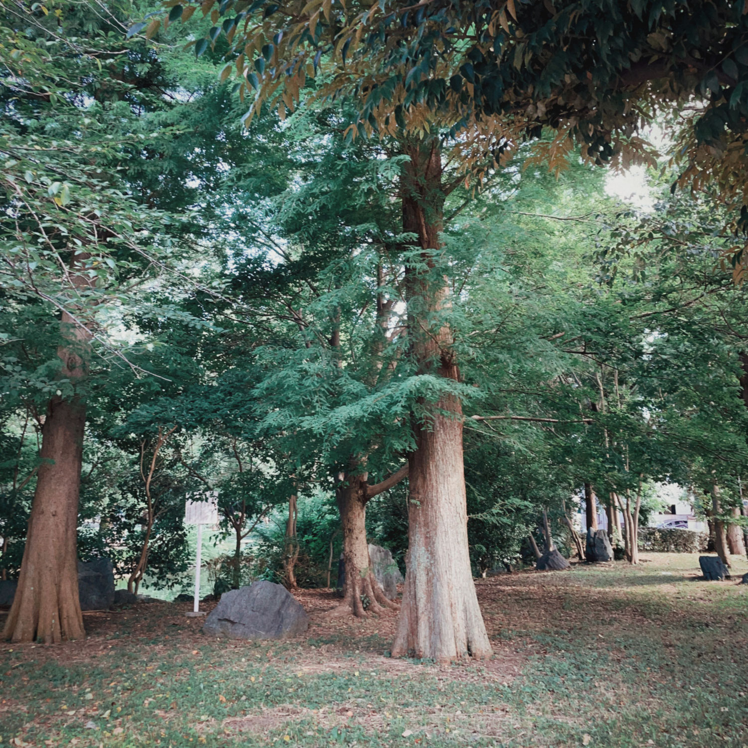 【かん】 Walk in the Park