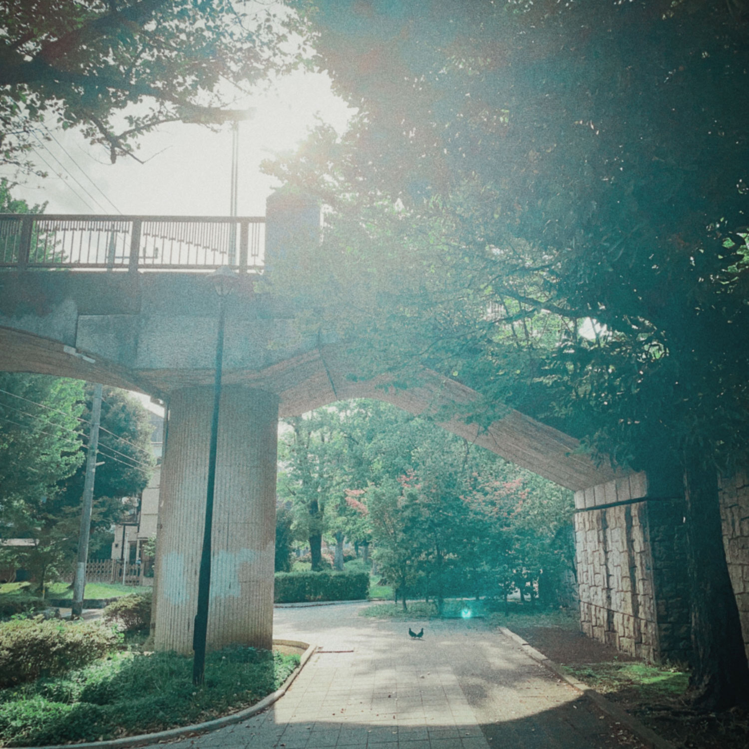 【かん】東綾瀬公園をお散歩