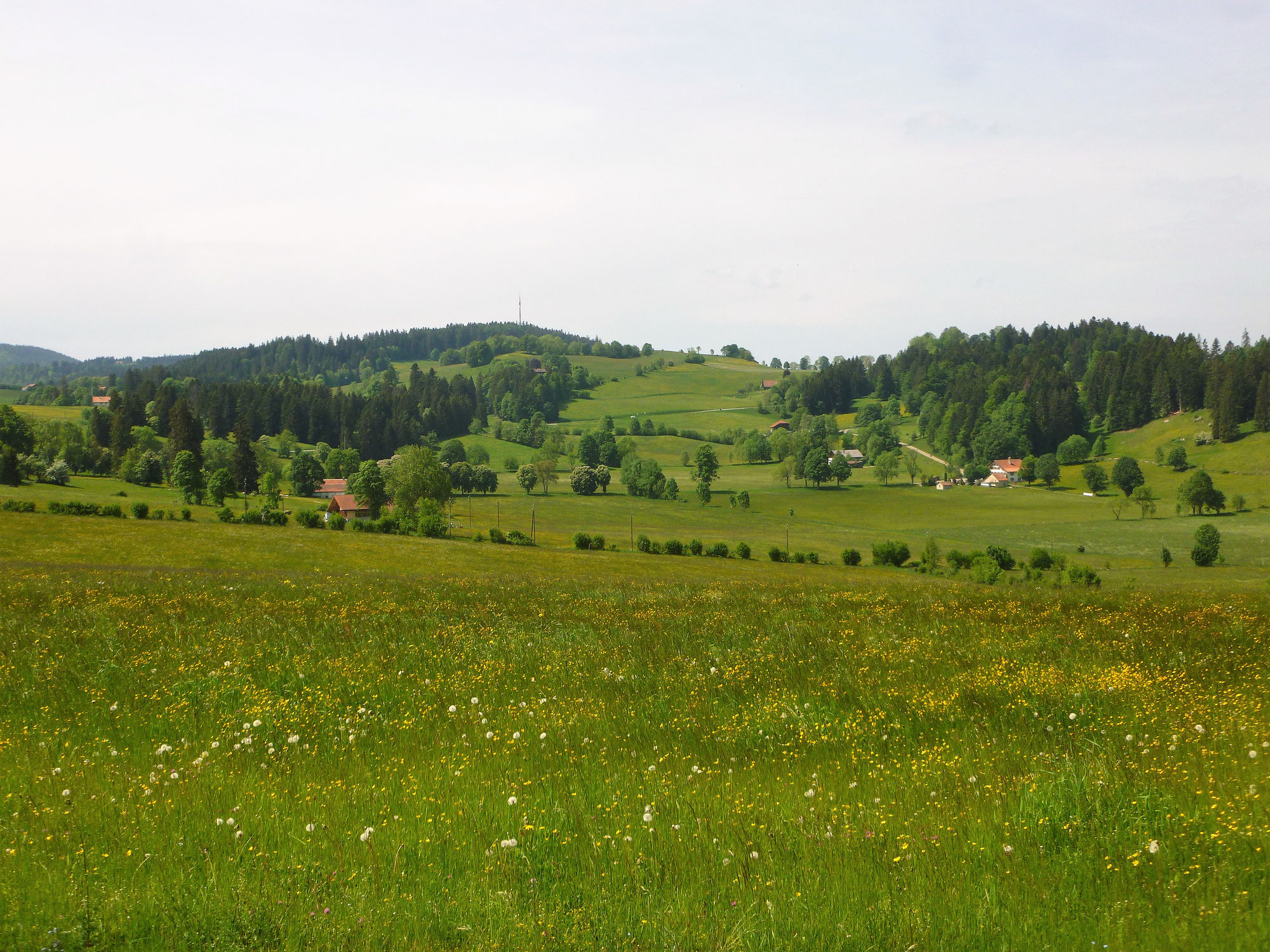 Flower Power bei Donnergrollen