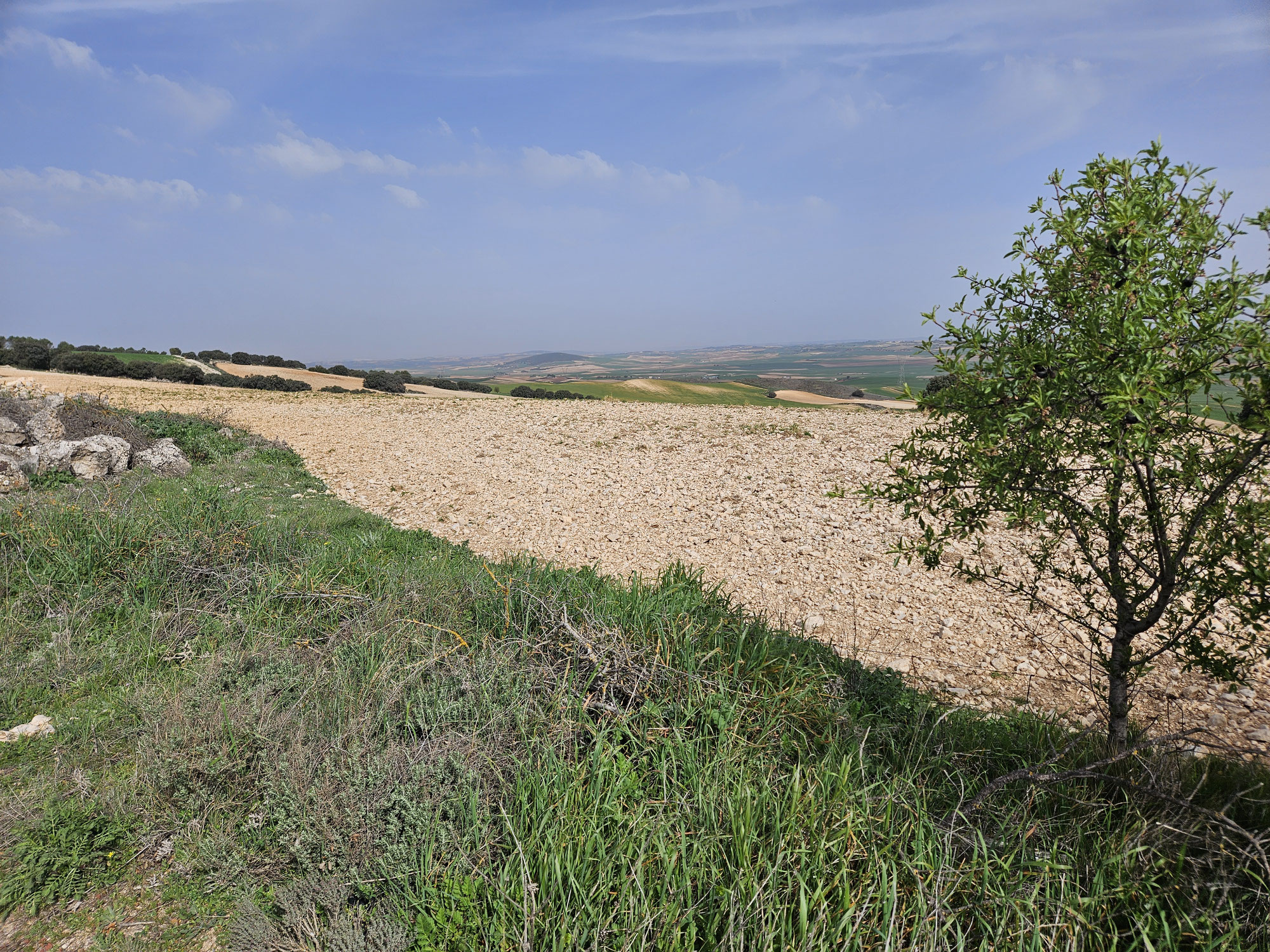 Dasselbe in Grün