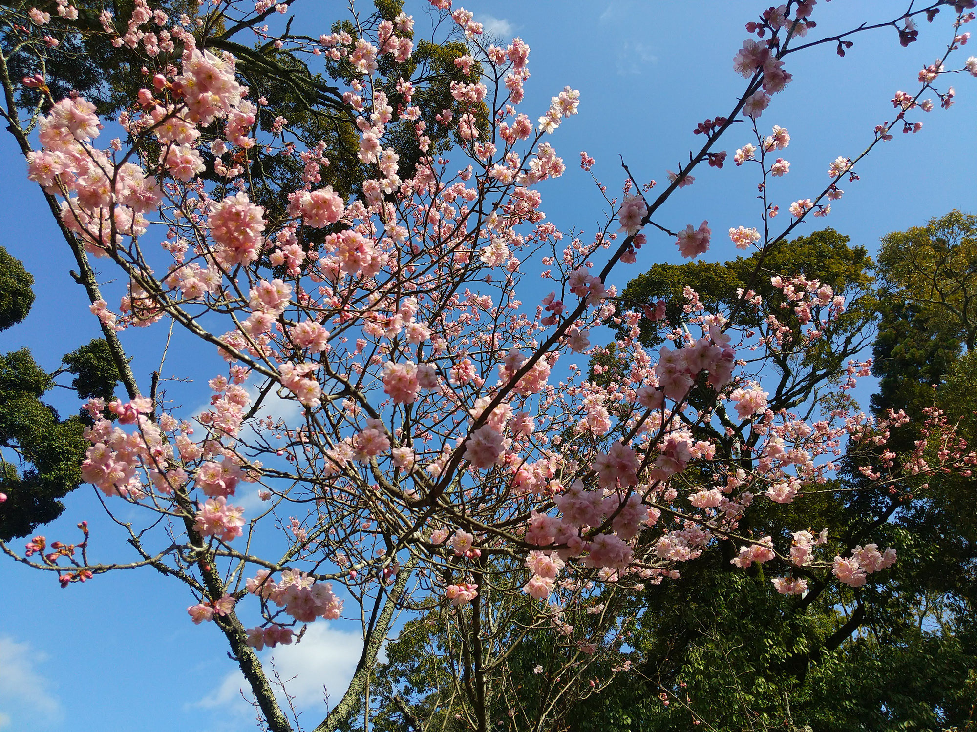 早春の滋賀で花づくし　花の寺石山寺と叶匠壽庵寿長生の郷で味わう旬の味覚
