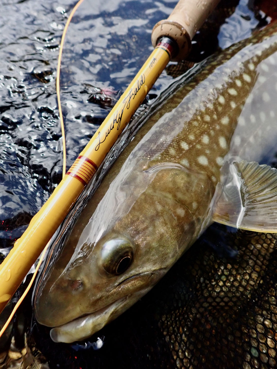 アメマス　エゾイワナ　岩魚釣り　Char fishing