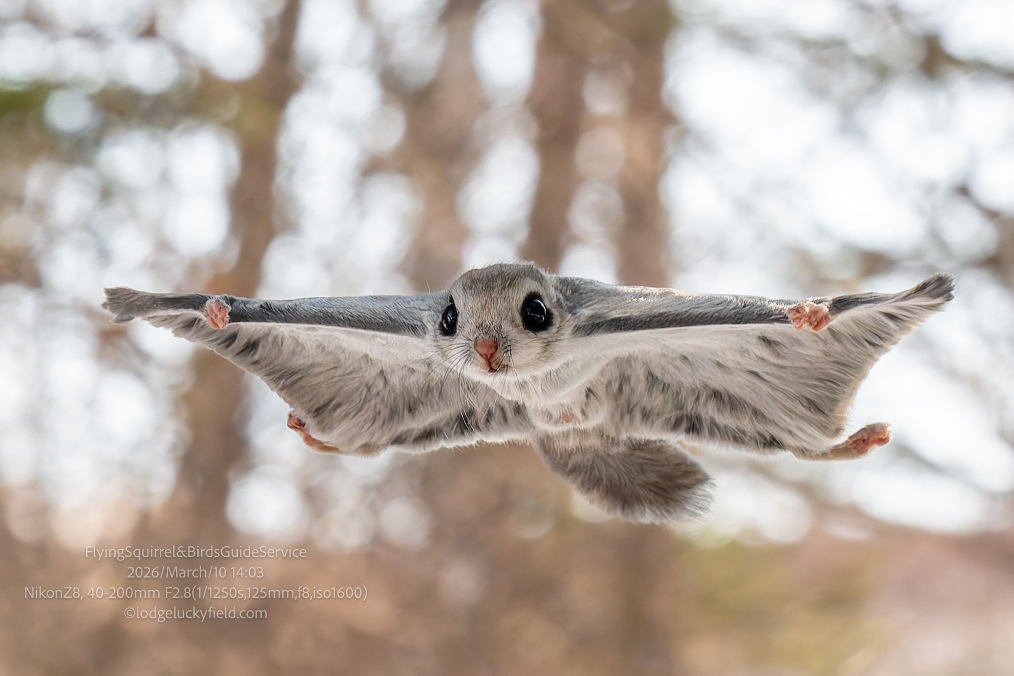 ３月のエゾモモンガ、交尾の季節　Mating of Ezo flying squirrels