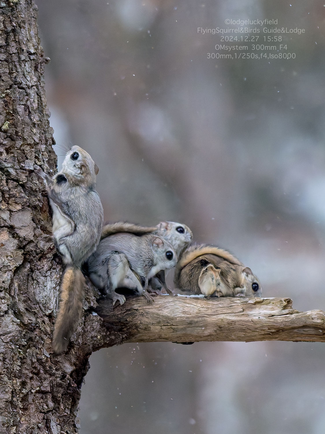 冬のエゾモモンガたち　Winter flying squirrels