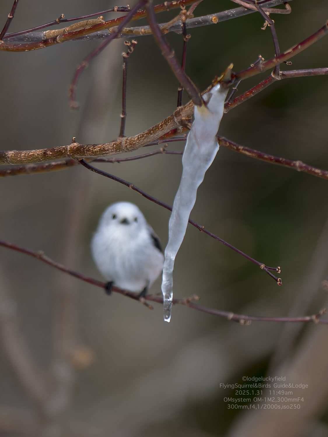 カエデの樹液とシマエナガ　Maple sap and long-tailed tit