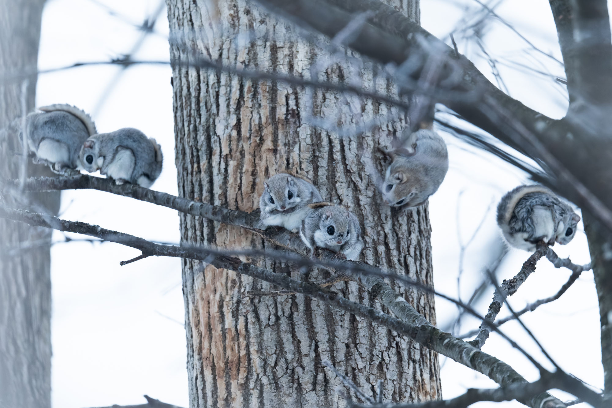 Ezo Flying Squirrel Photography Guide in Hokkaido, Japan