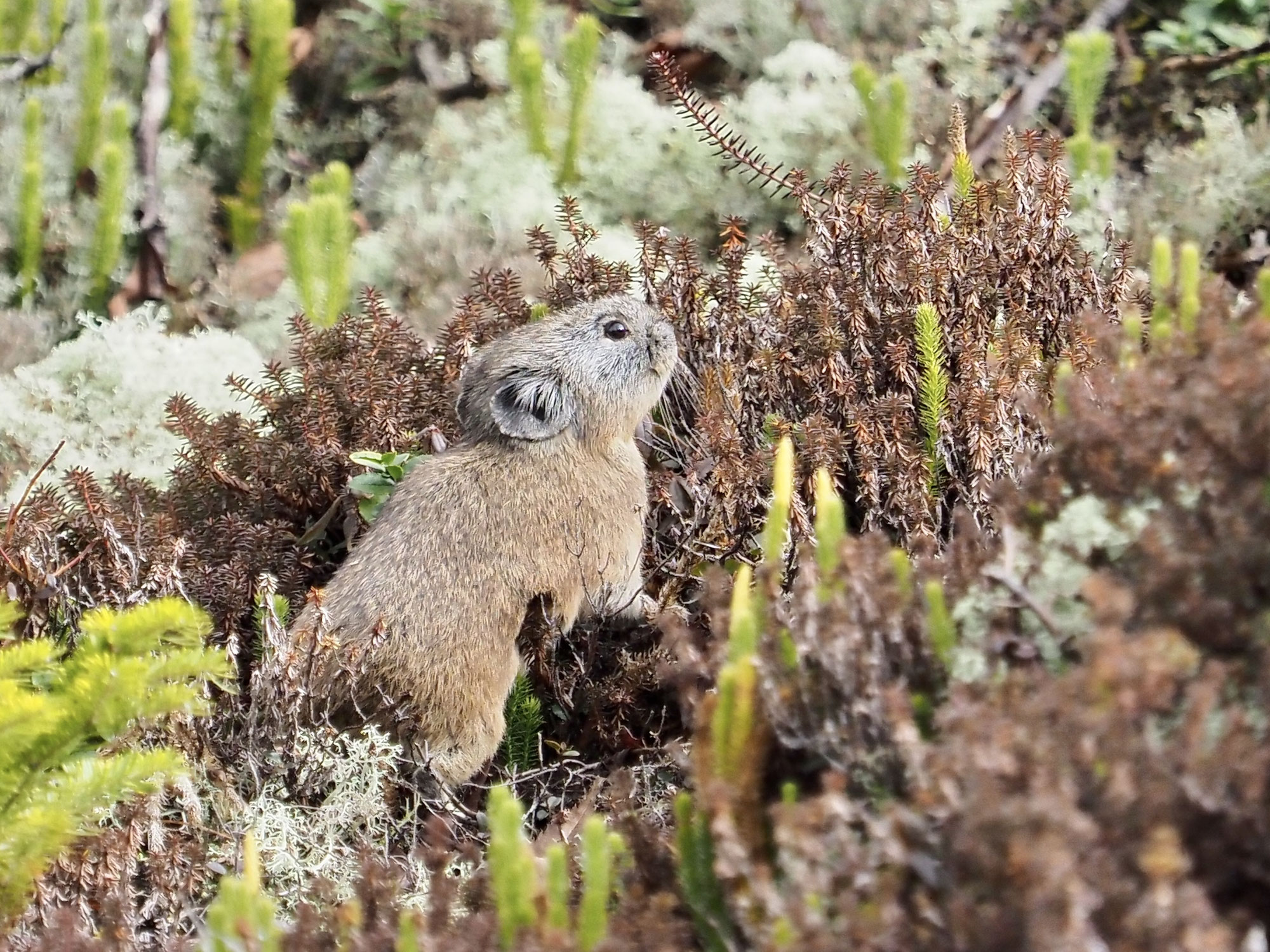 ナキウサギとエゾモモンガ pika and flying squirrel  Oct-Nov