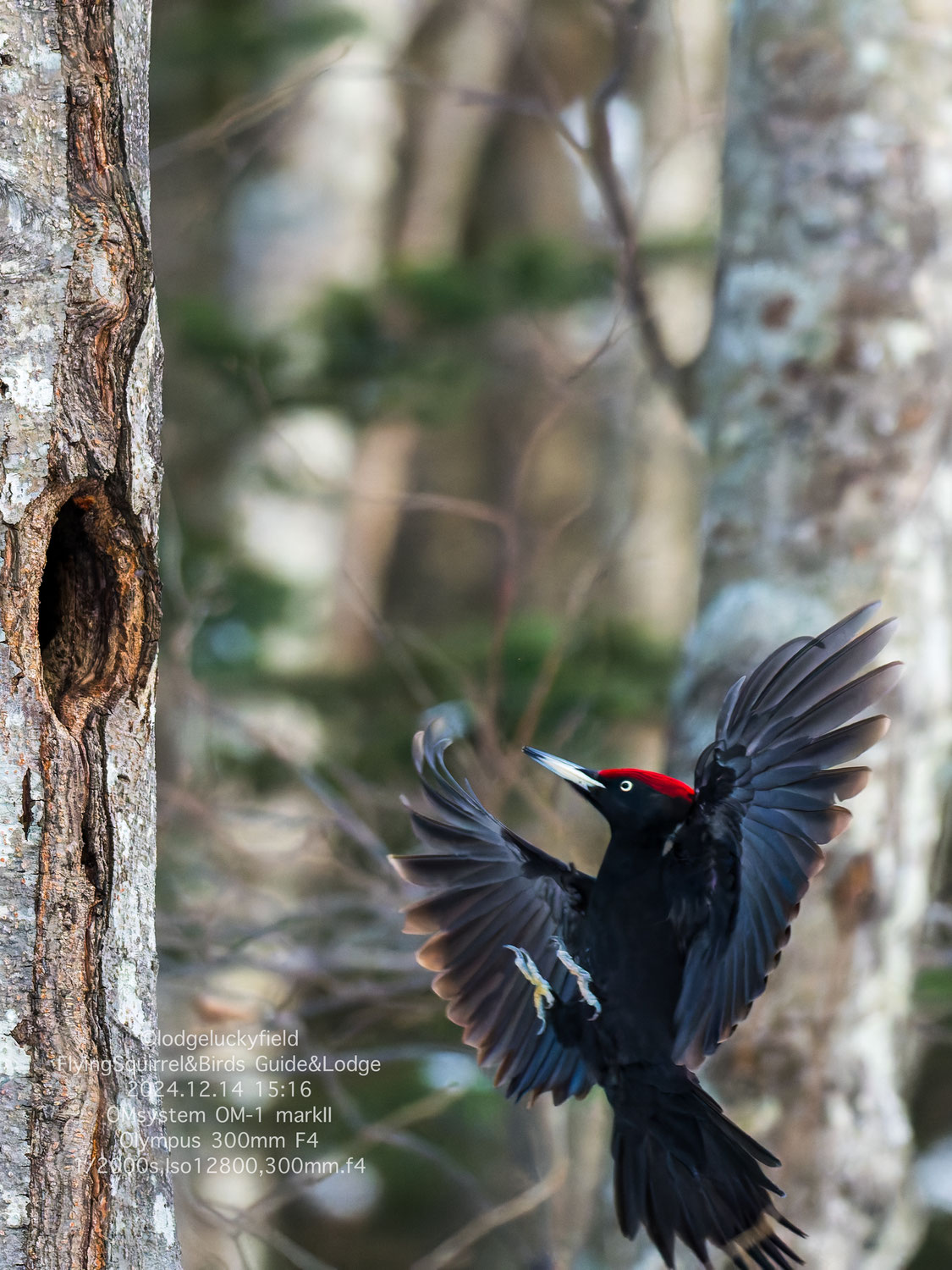 クマゲラの再現性と精度　Reproducibility and accuracy of Black Woodpecker