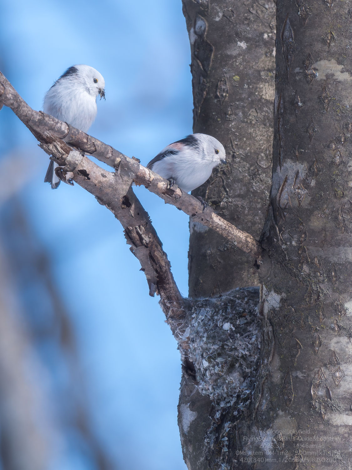 シマエナガの巣作り　Observation and photography of Long-tailed Tit.