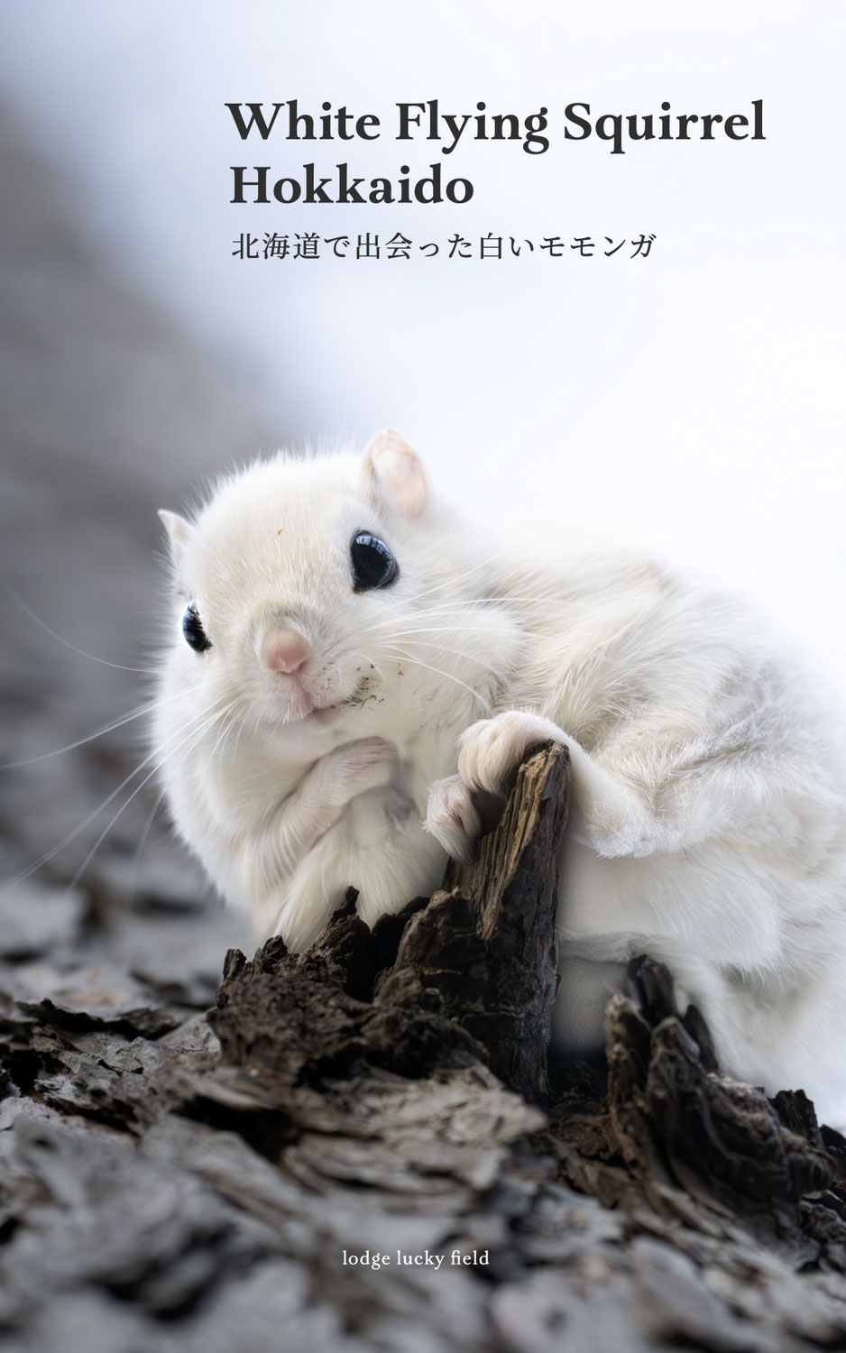 White Flying Squirrel Hokkaido  北海道で出会った白いエゾモモンガ