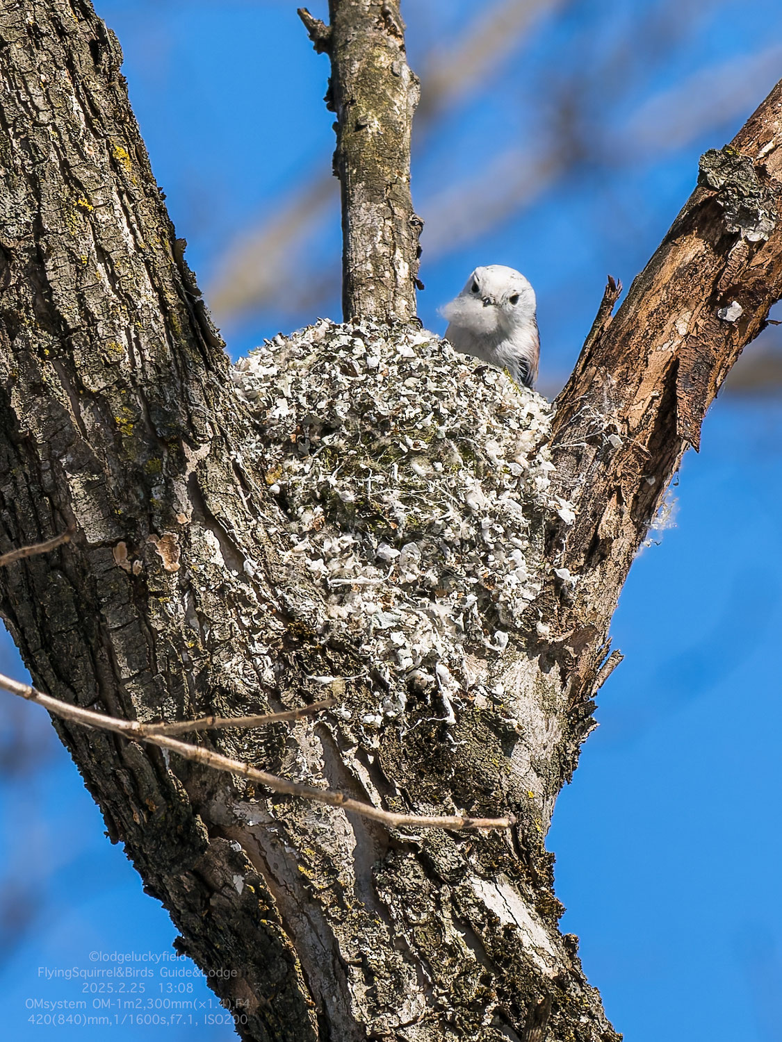 シマエナガの巣作り　Long-tailed tits building a nest