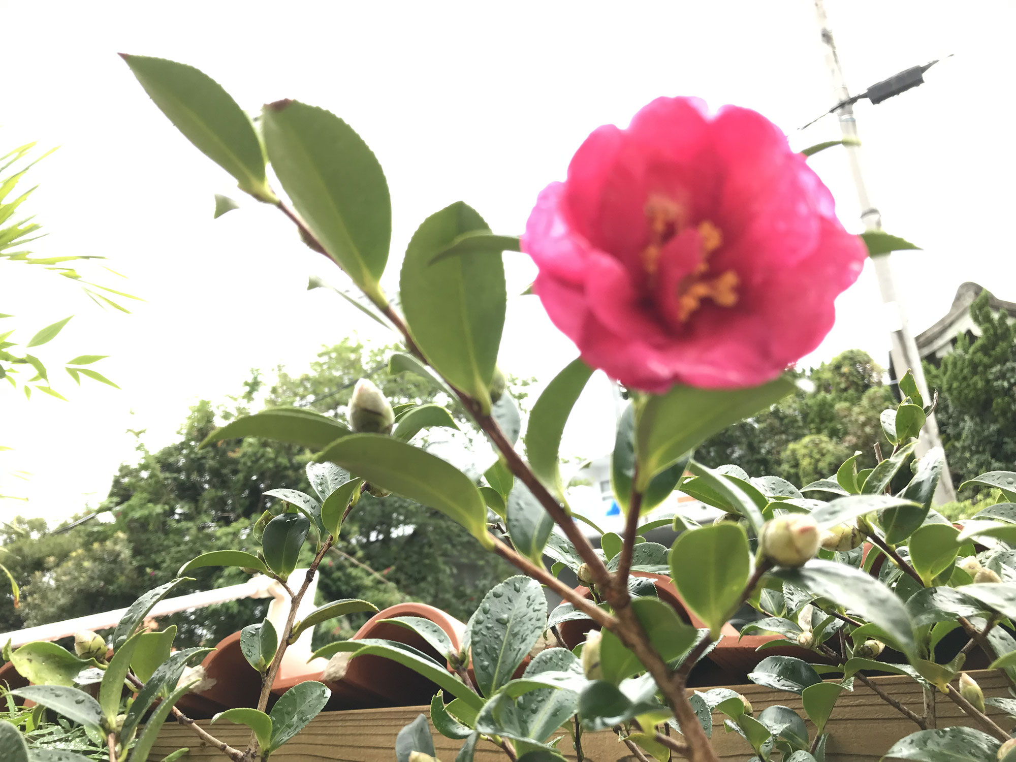 さざんかの花 沖縄の沖縄市コザにある民宿 ビジネスホテル