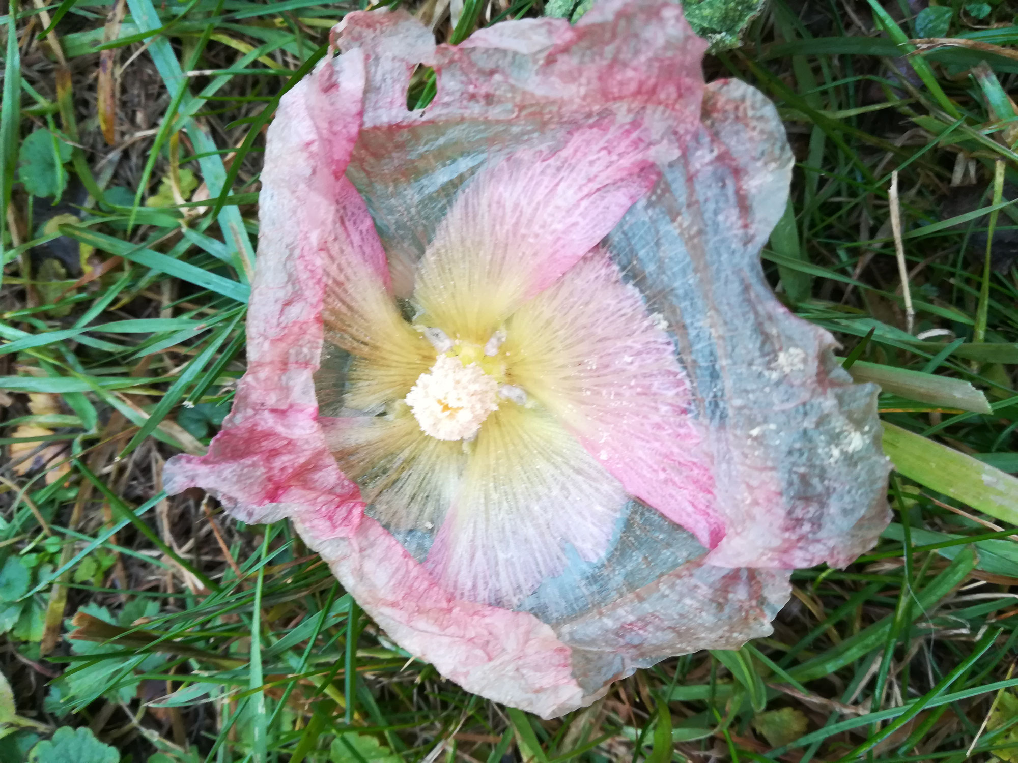 Ahn*innenfest/Samhain