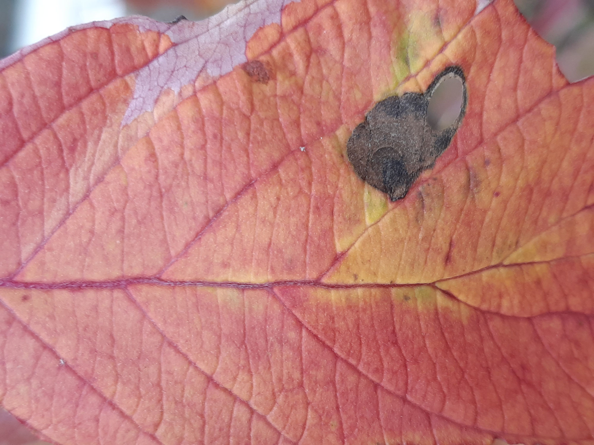 Herbstliche Gedanken