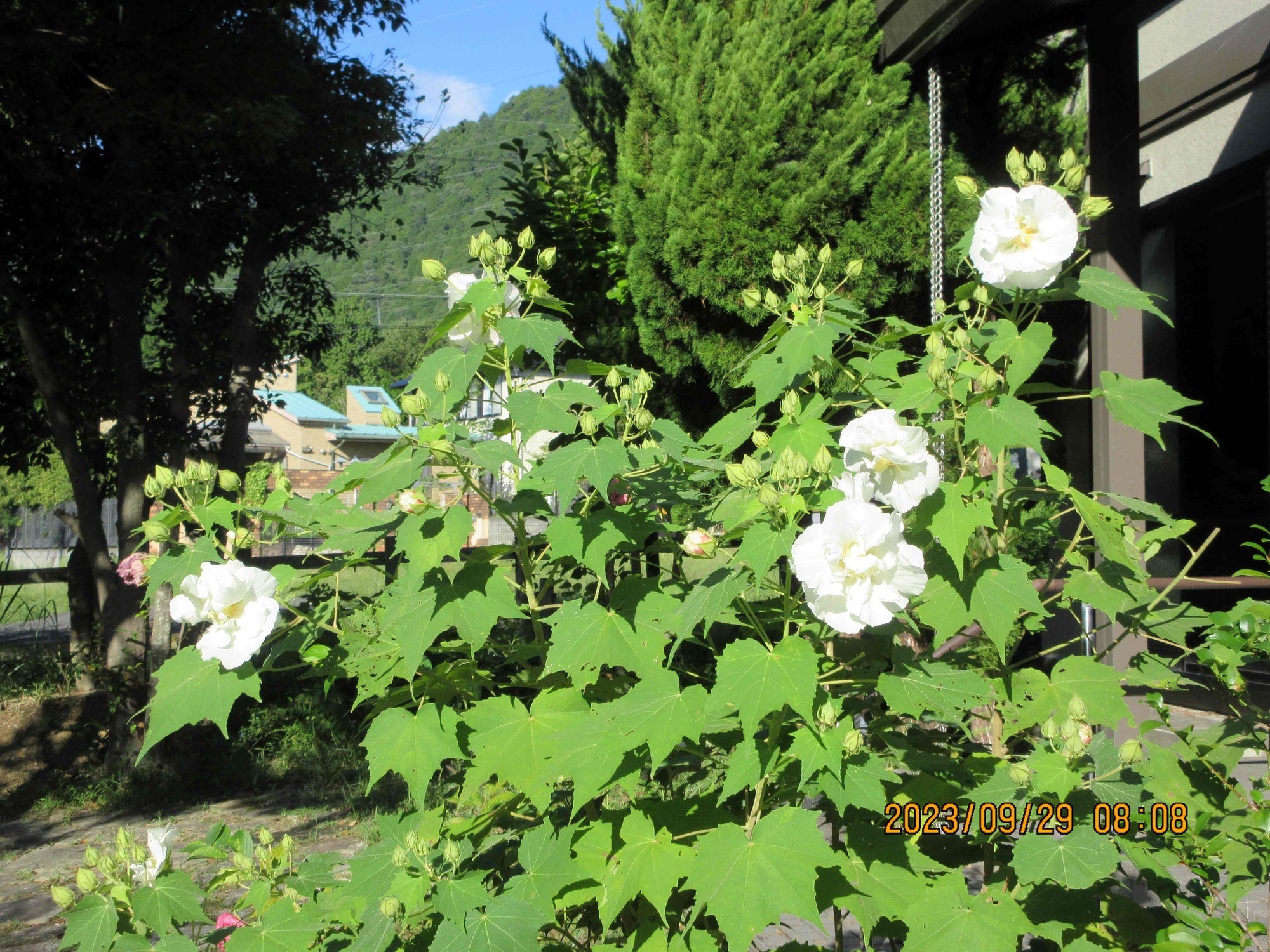 何の花でしょう？