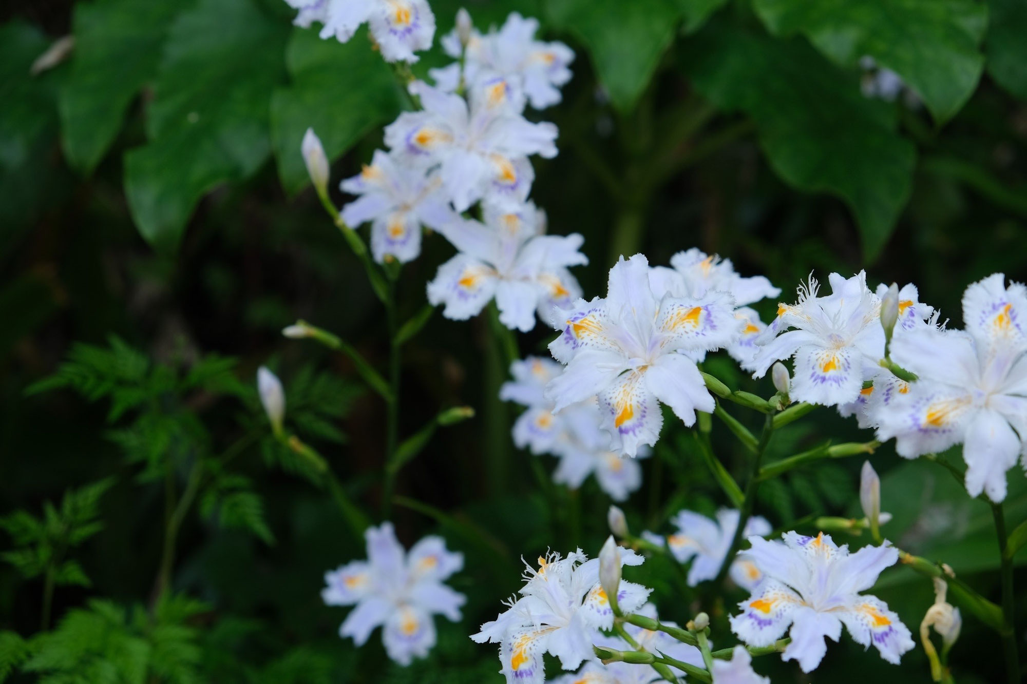 【豊前市】シャガの花を撮りに５月の如法寺へ