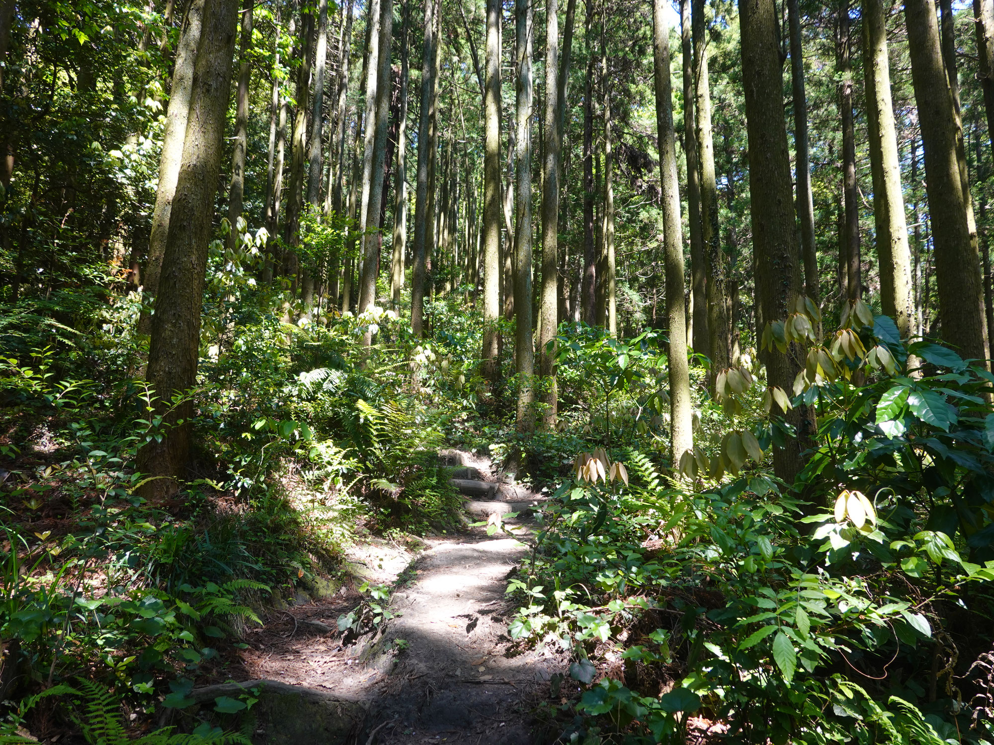 市瀬登山口(北九州市八幡西区)から鷹見神社奥宮参拝コースで権現山へ