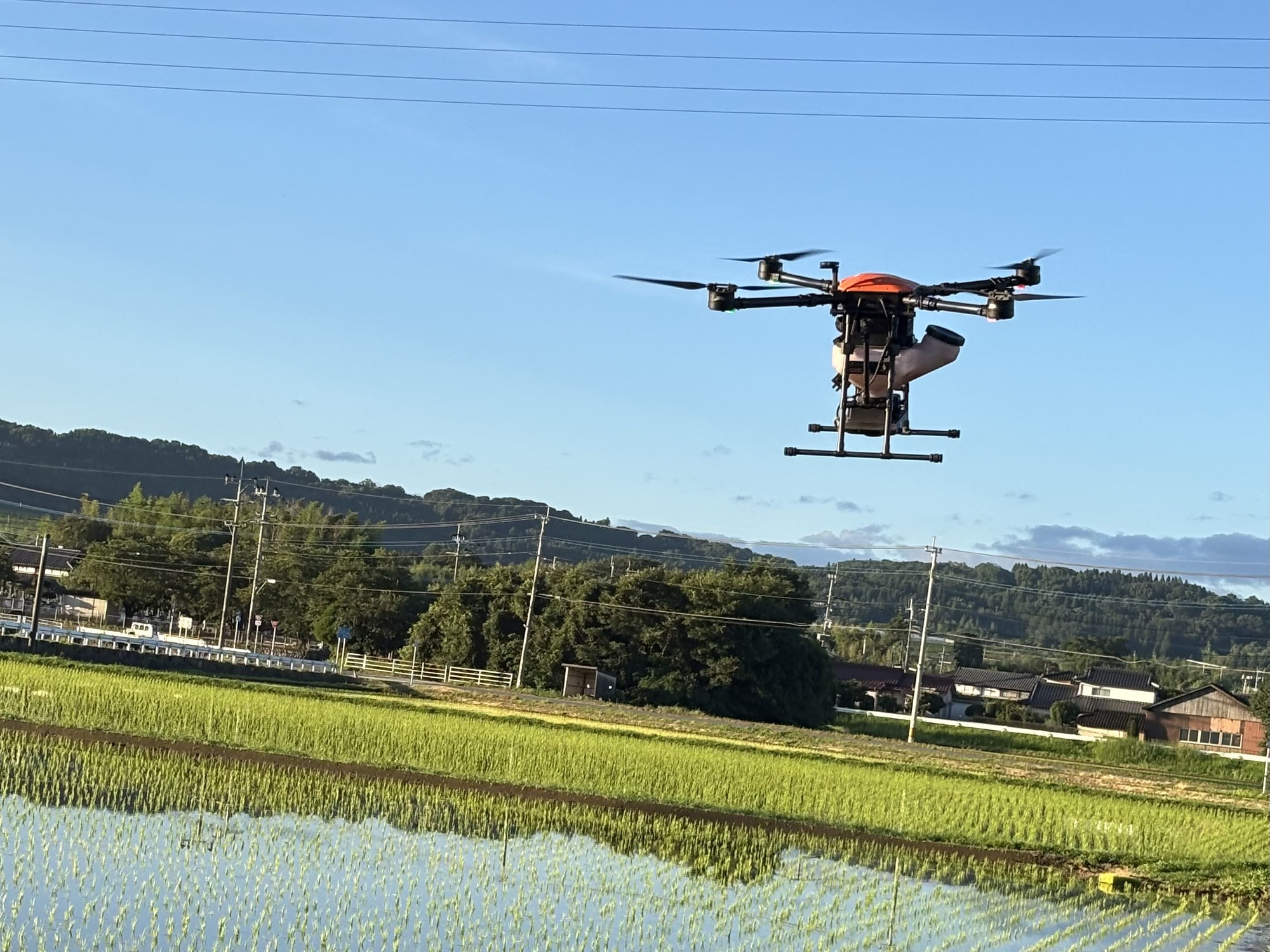 朝日を背にドローンで水稲に散布しました
