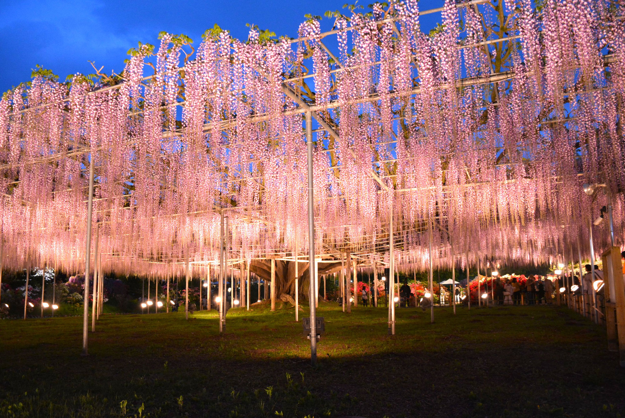 あしかがフラワーパーク・大藤まつり2025