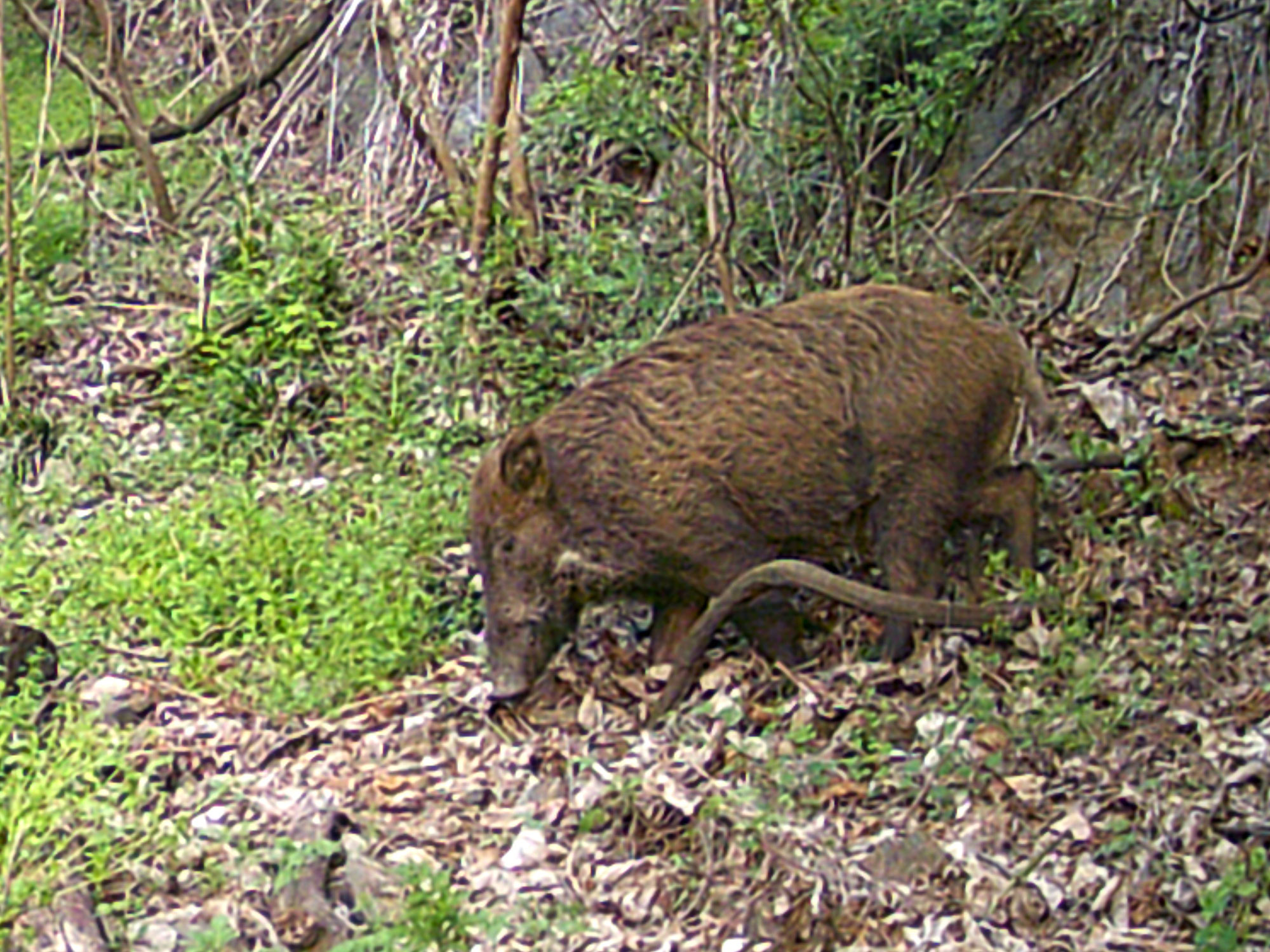 里山の野生動物・鹿ふたたび !!