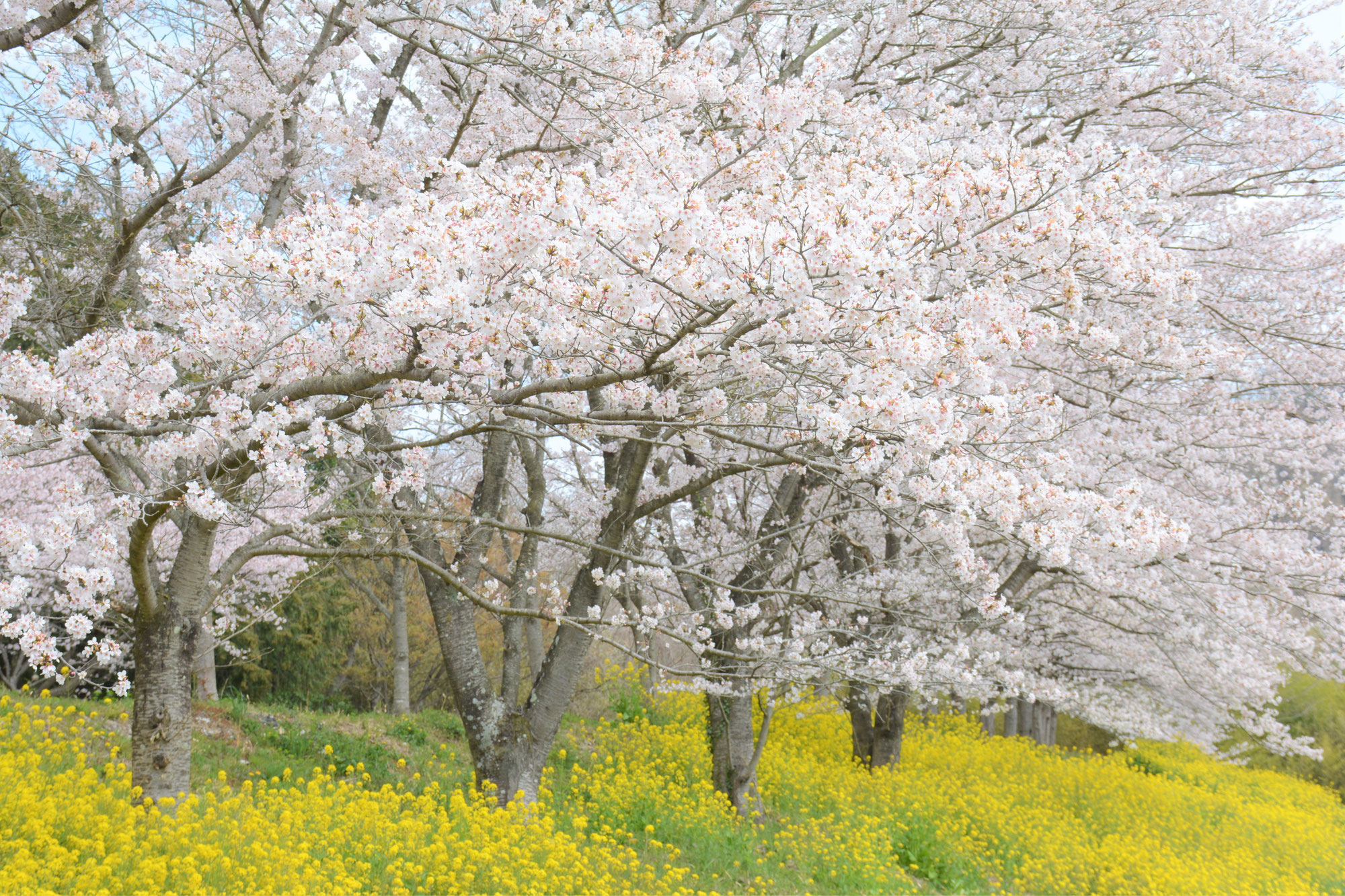 蛙センター便り.2019. 春
