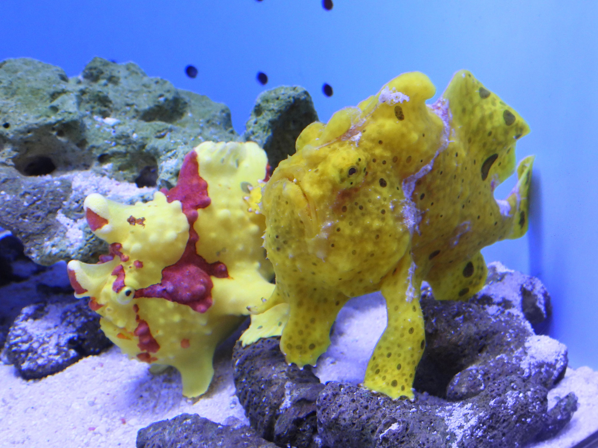 幼魚水族館
