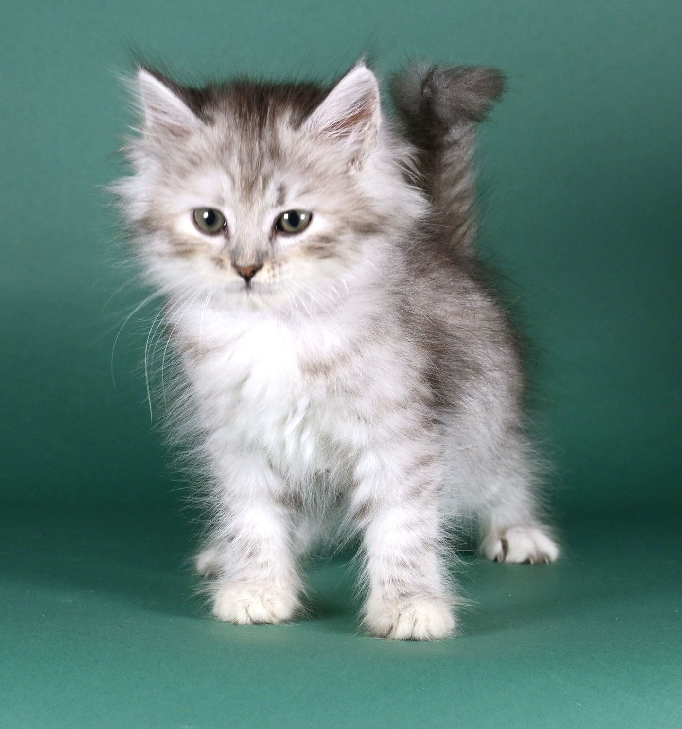 Fip felina