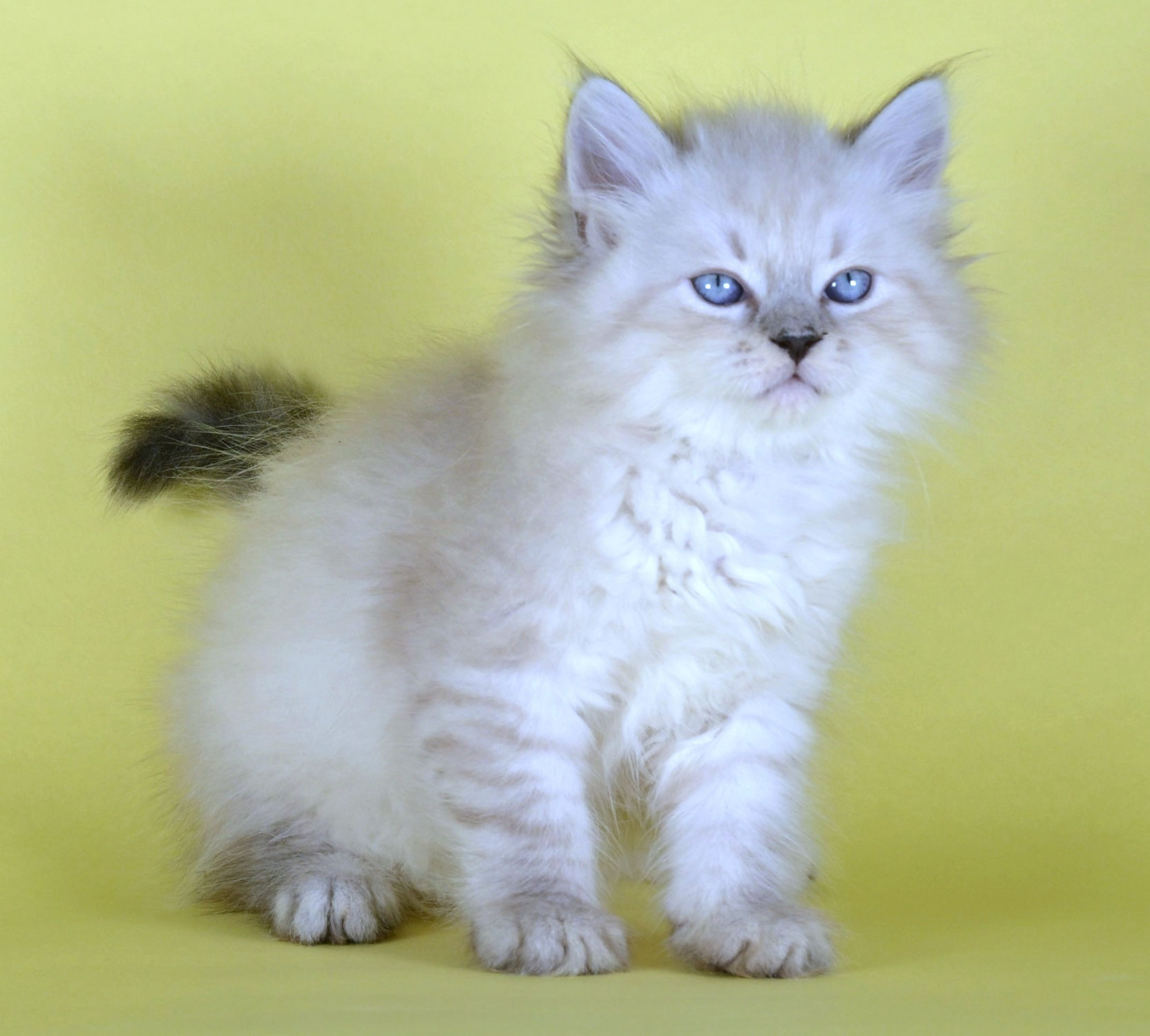 Gatto Siberiano