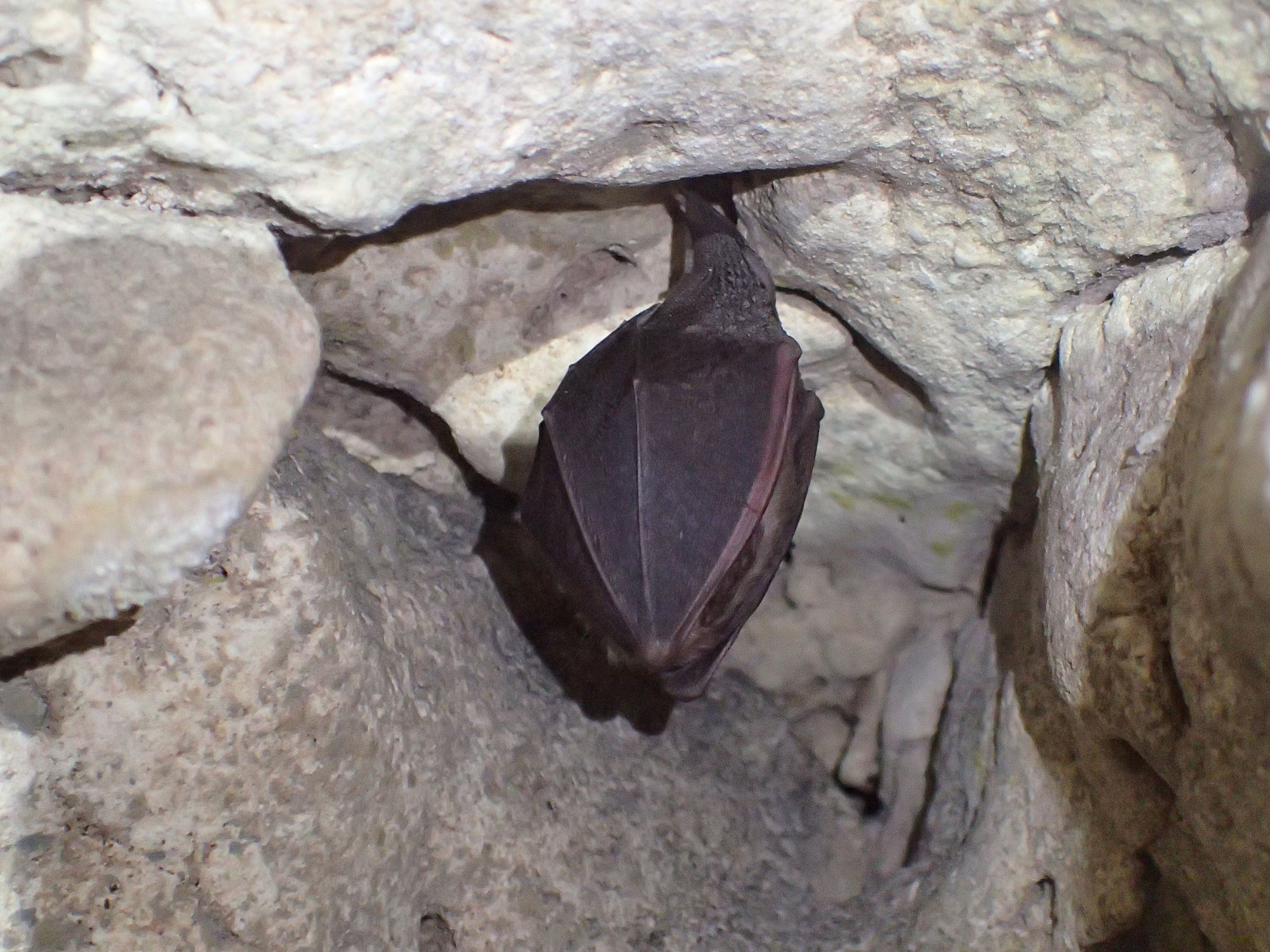 Formation reconnaissance des chauves-souris