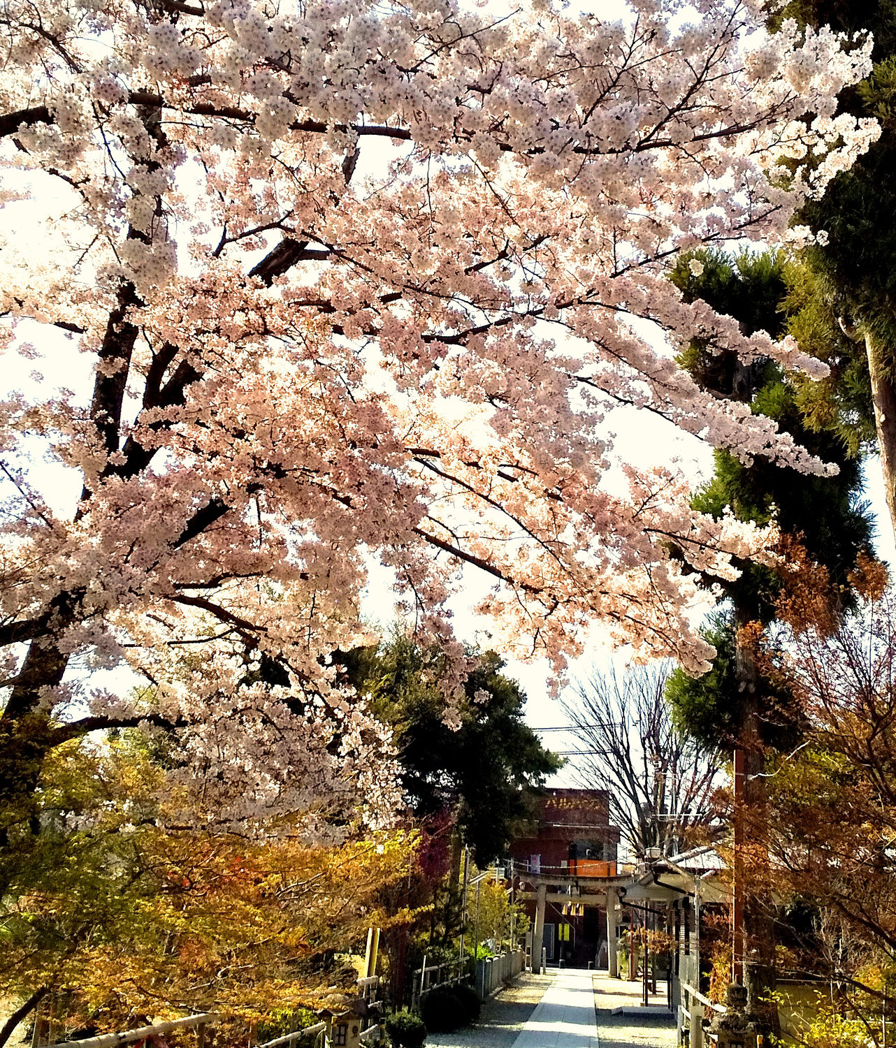 平井神社の桜が満開♪