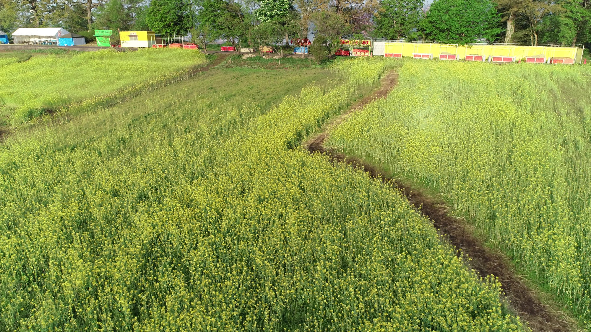 飯山市菜の花公園を撮影してきました