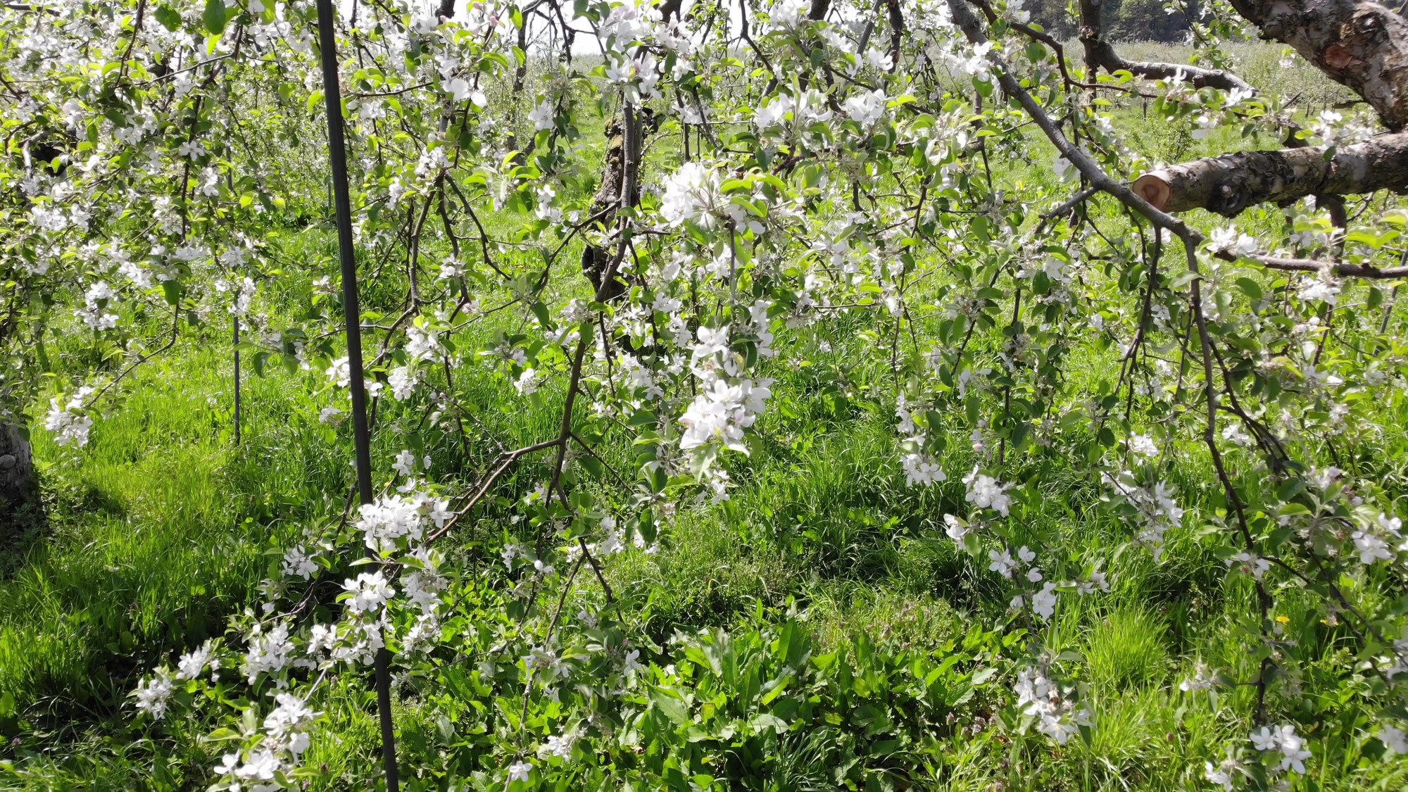 りんごの花を撮影してきました