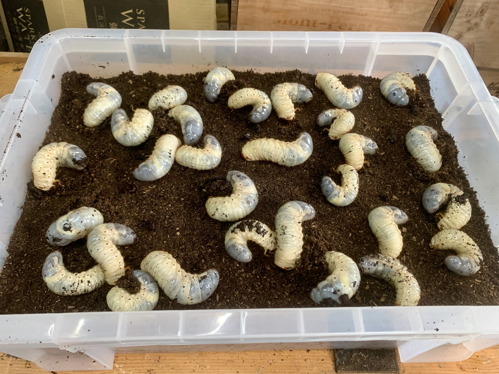 【カブトムシの幼虫】