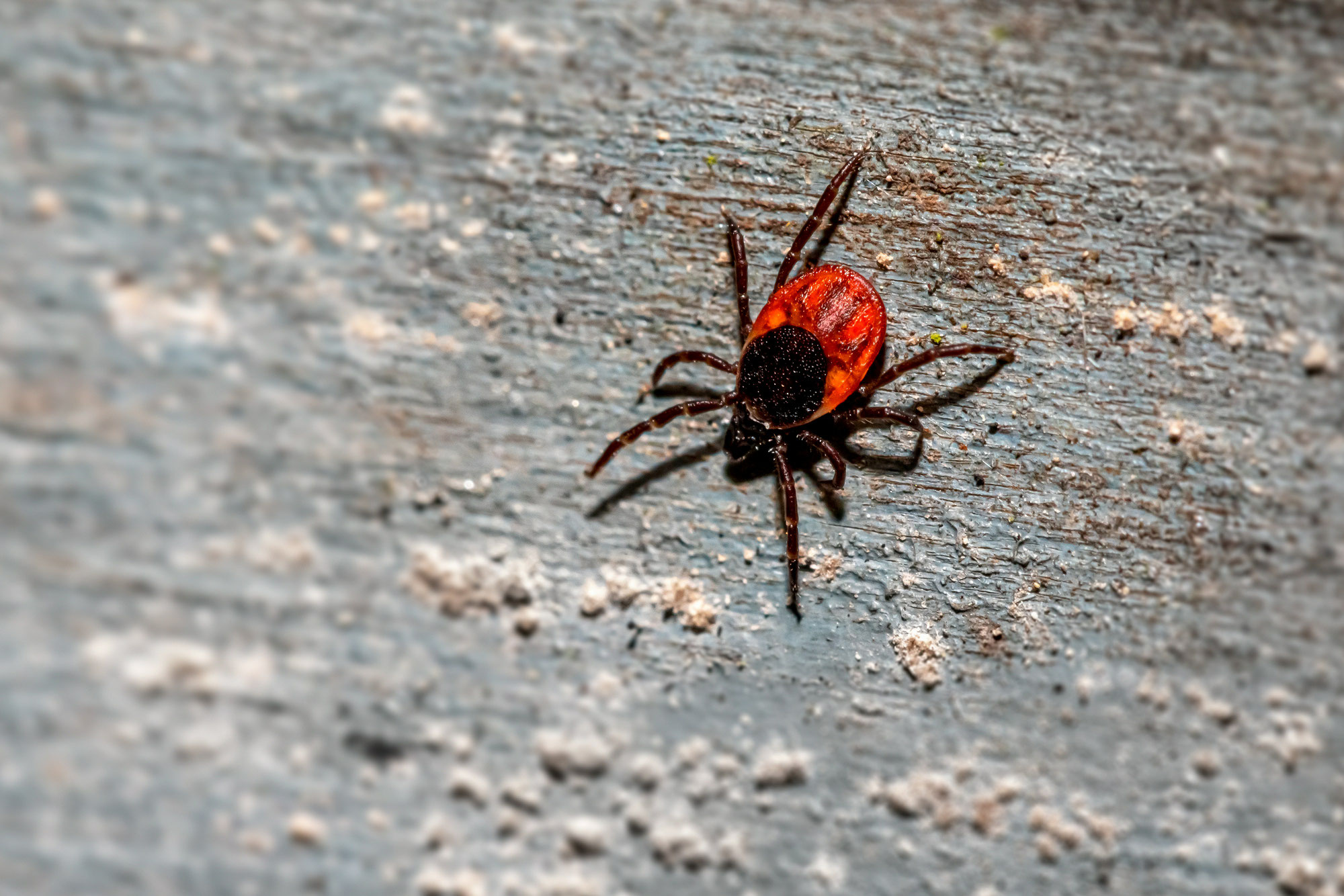Alternative Zeckenprophylaxe – Natürliche Möglichkeiten zum Schutz deines Hundes