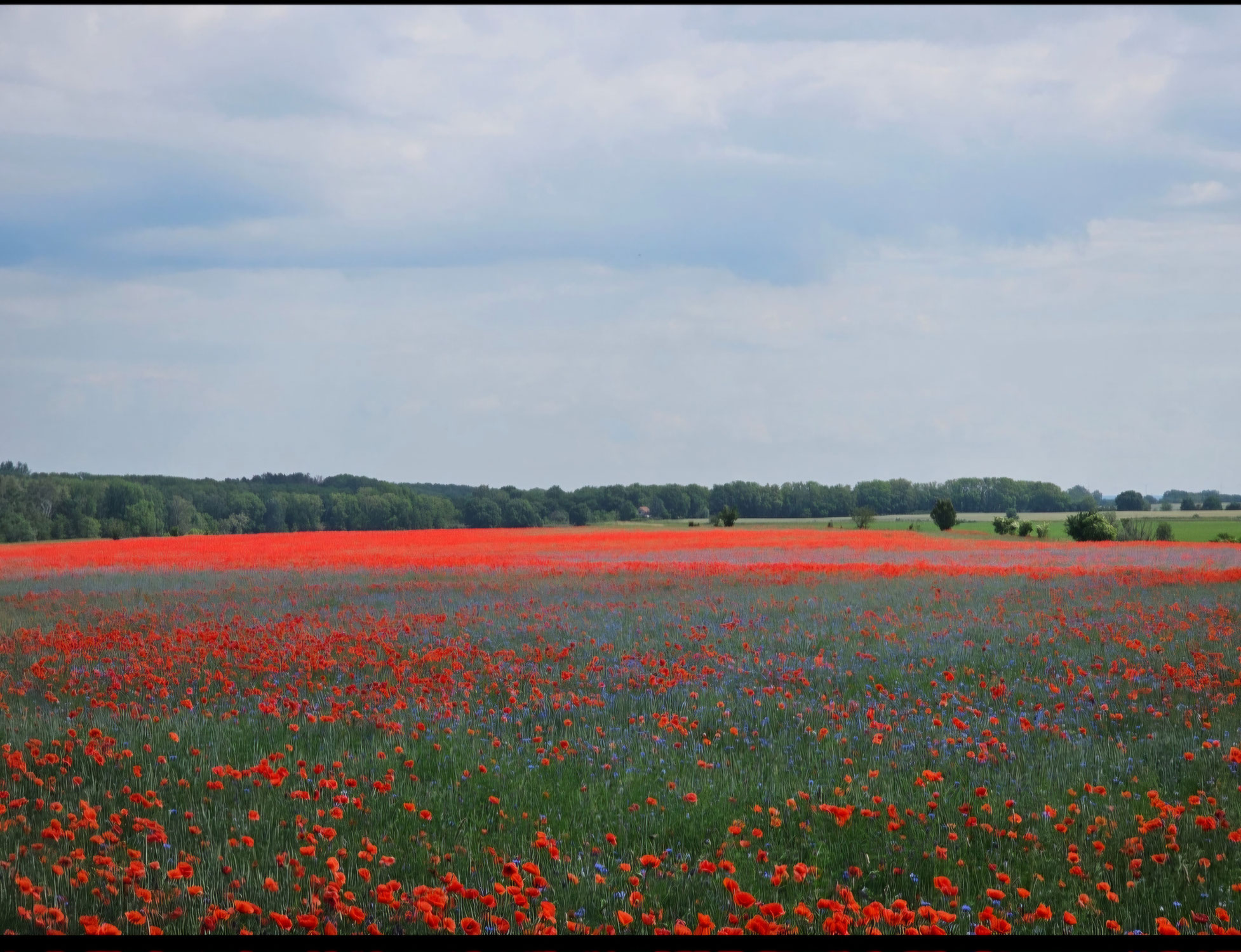 Methylglyoxal (MGO) – zwischen Risiko und Nutzen