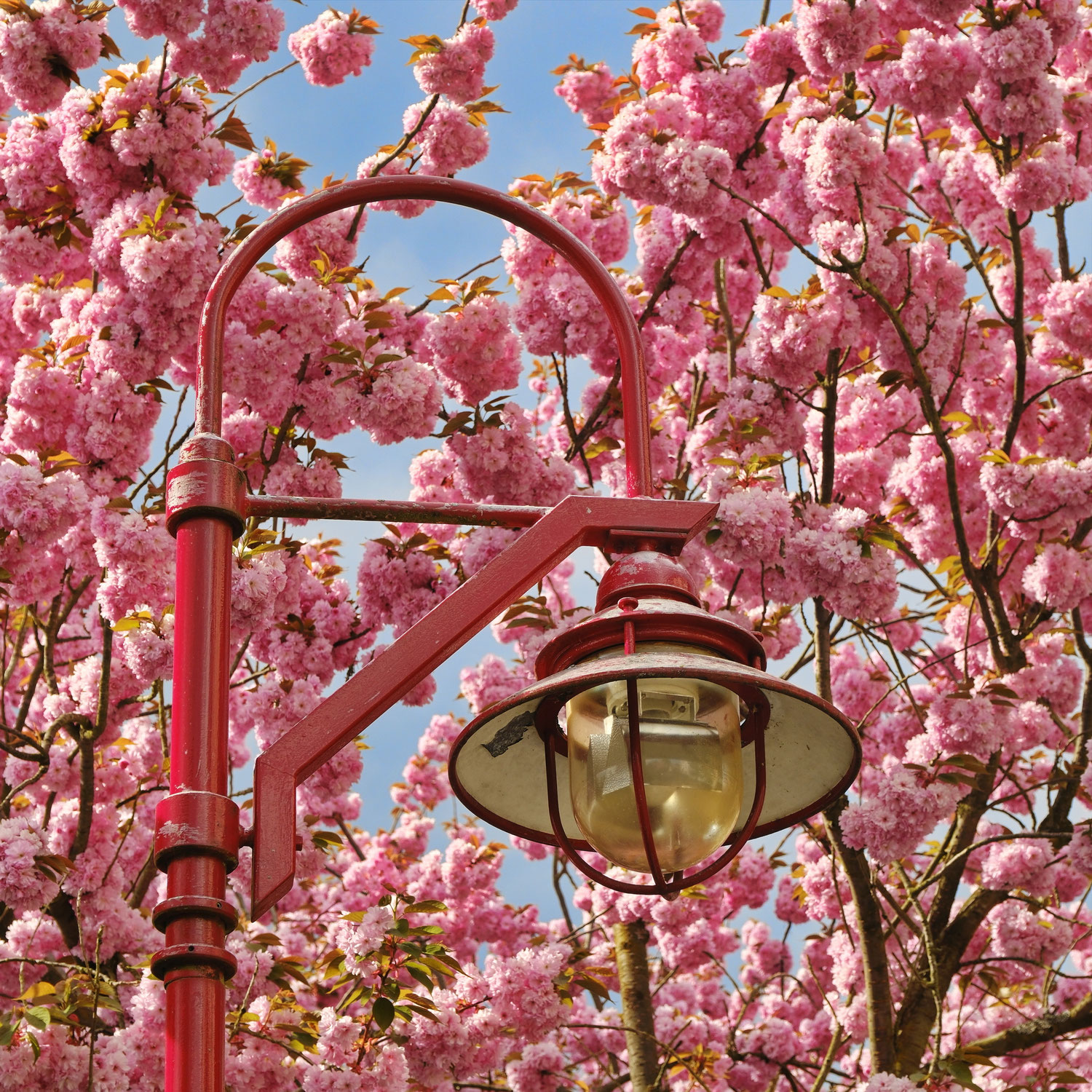 Sakura