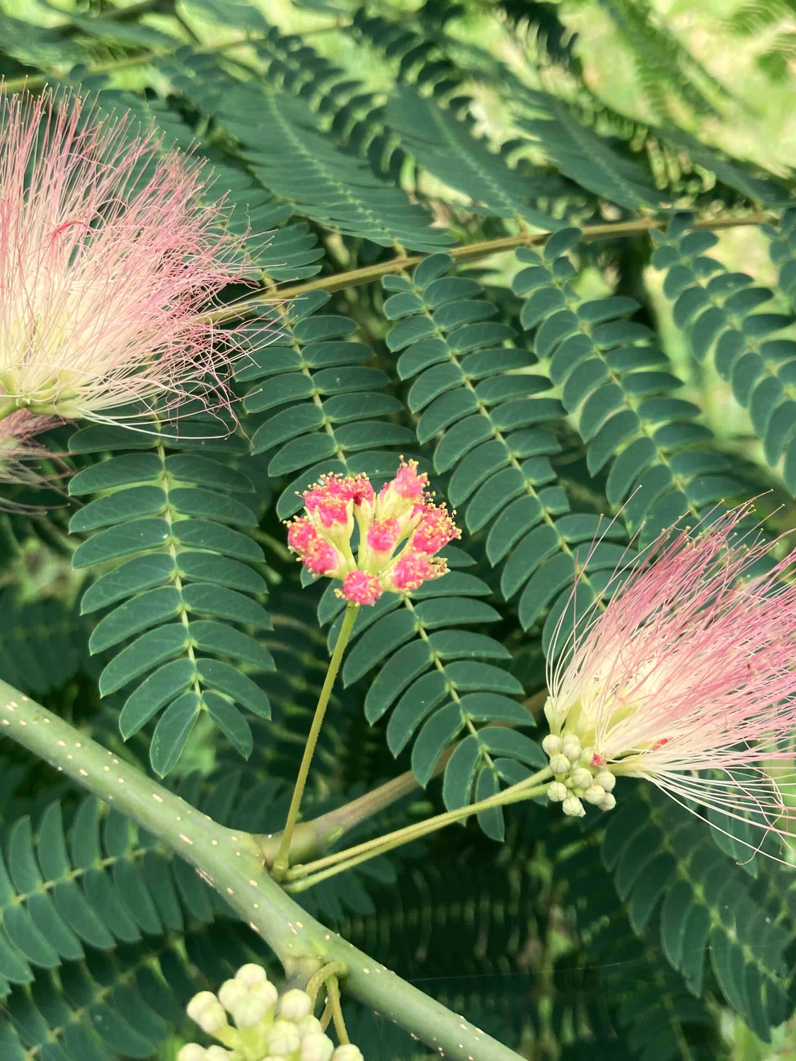 合歓の木の花