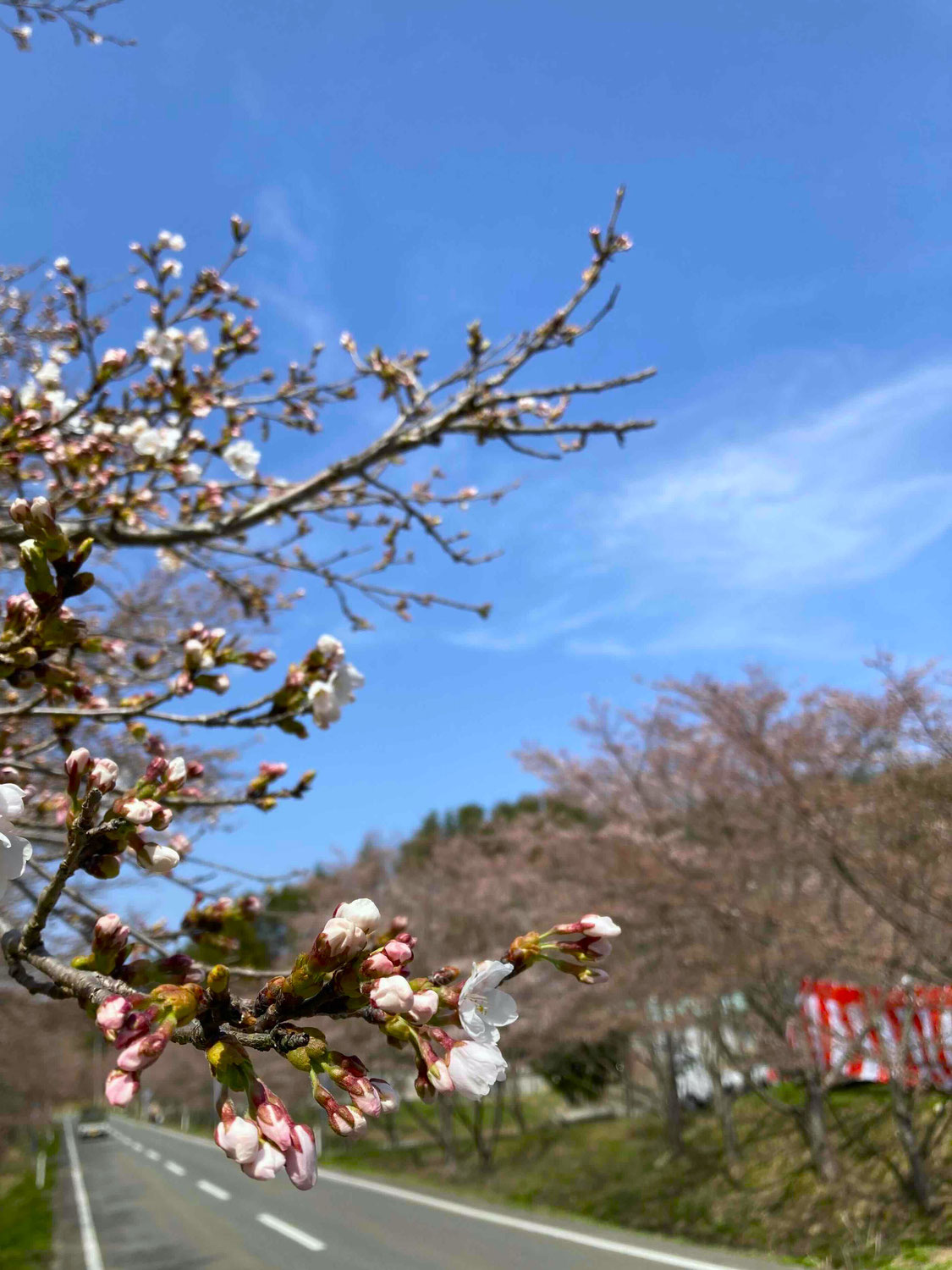 桜まつり