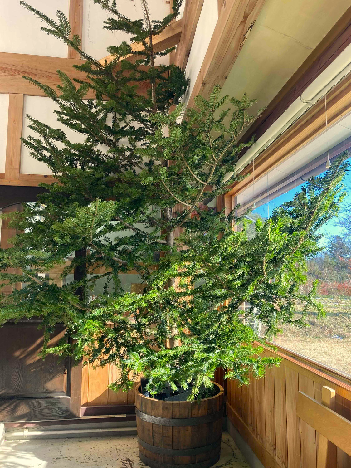 六代目のクリスマスツリー