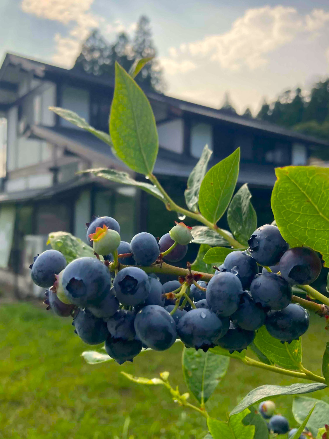 ブルーベリーの季節