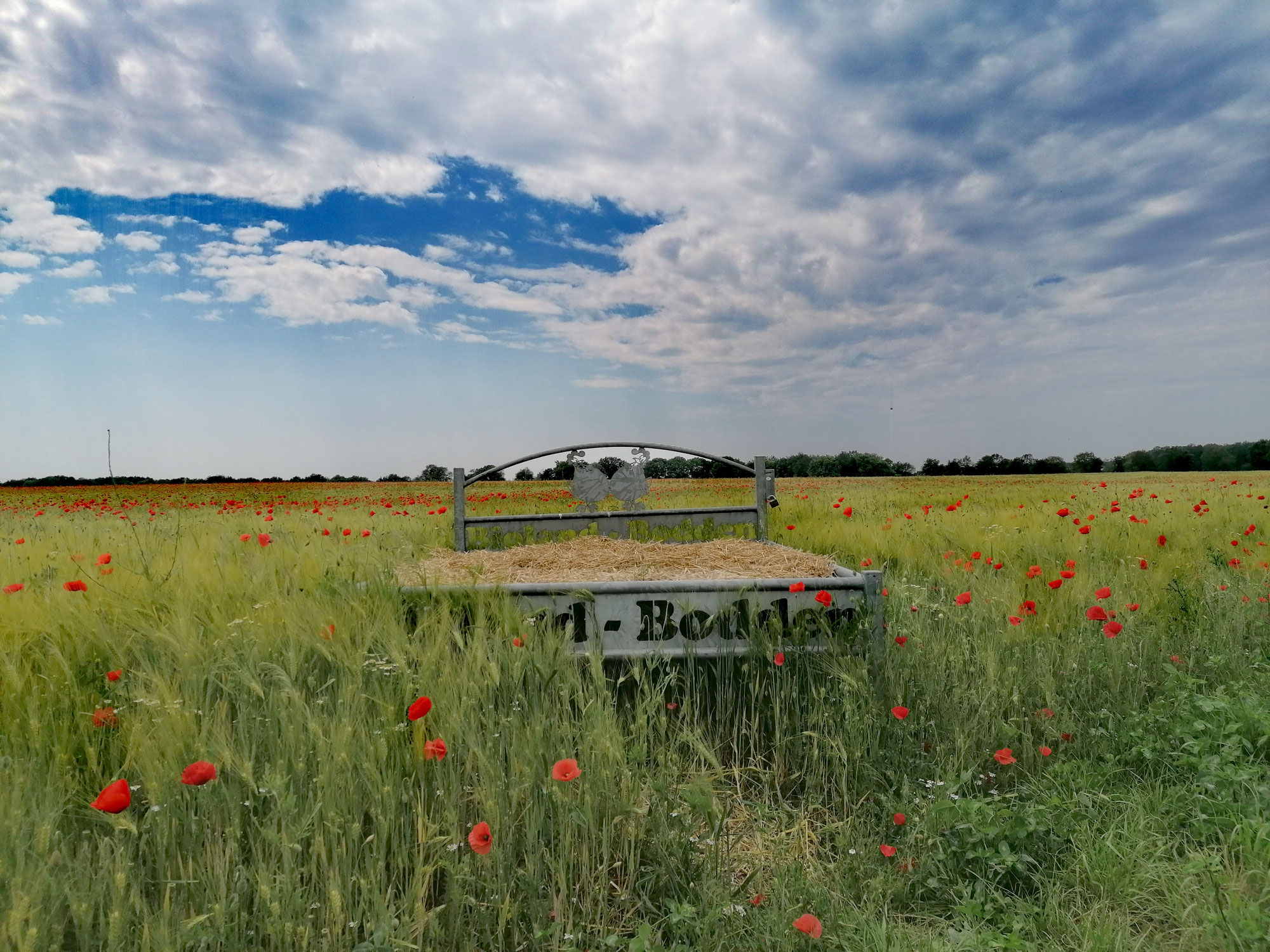 Ein Bett im Kornfeld mieten?!