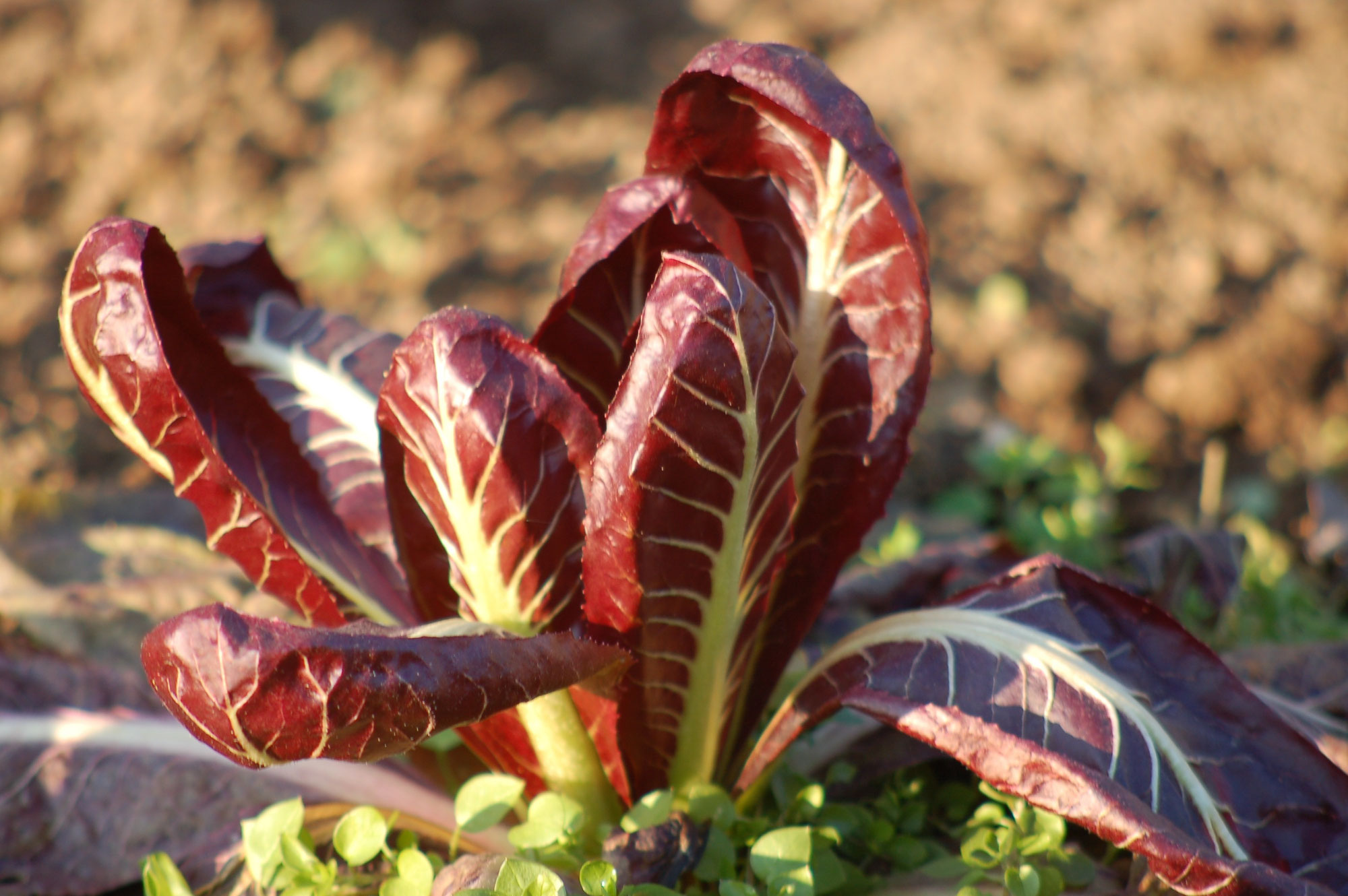 Radicchio di Treviso alla Griglia con Aceto Balsamico e Pecorino