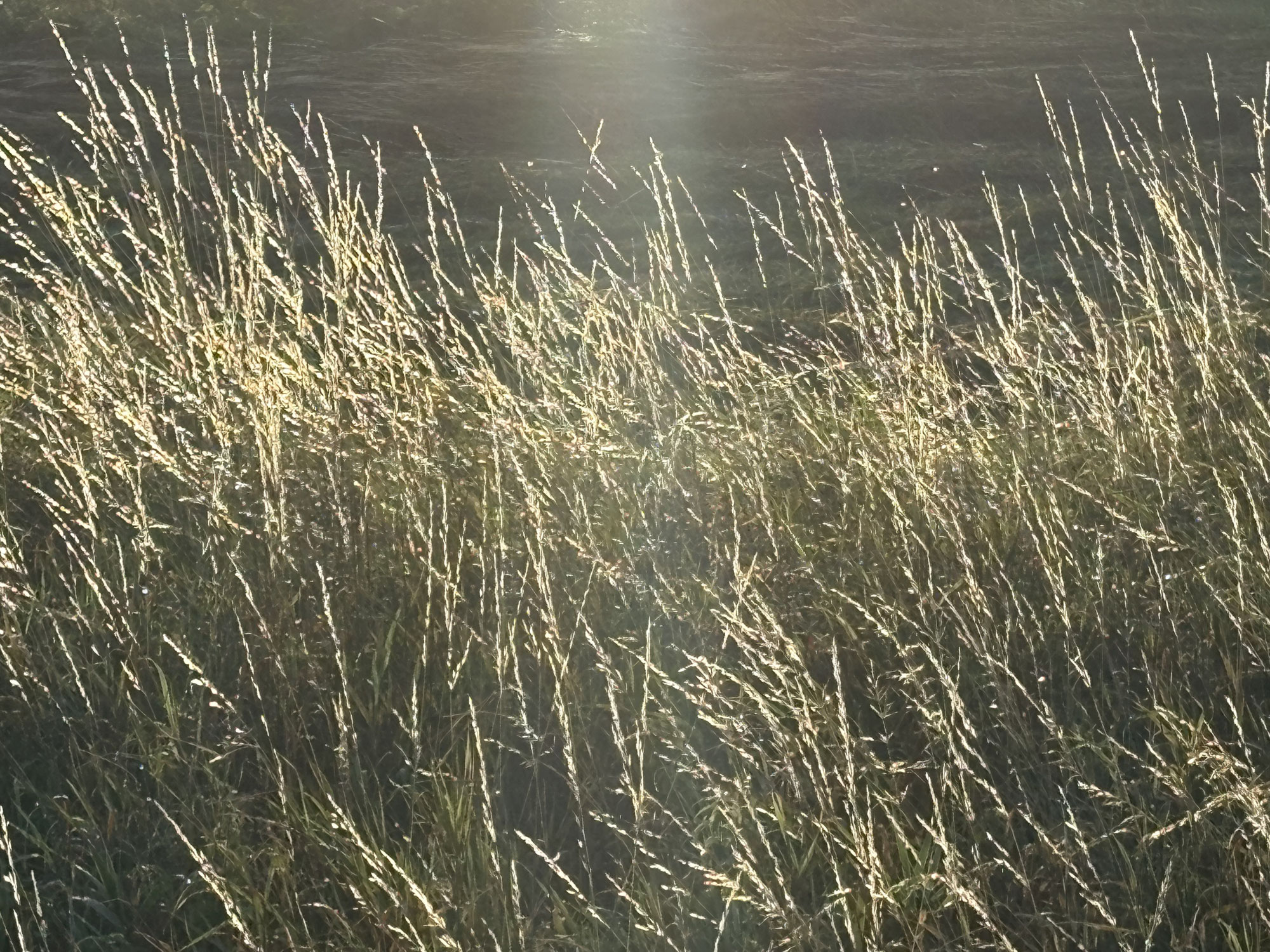 Dans van licht