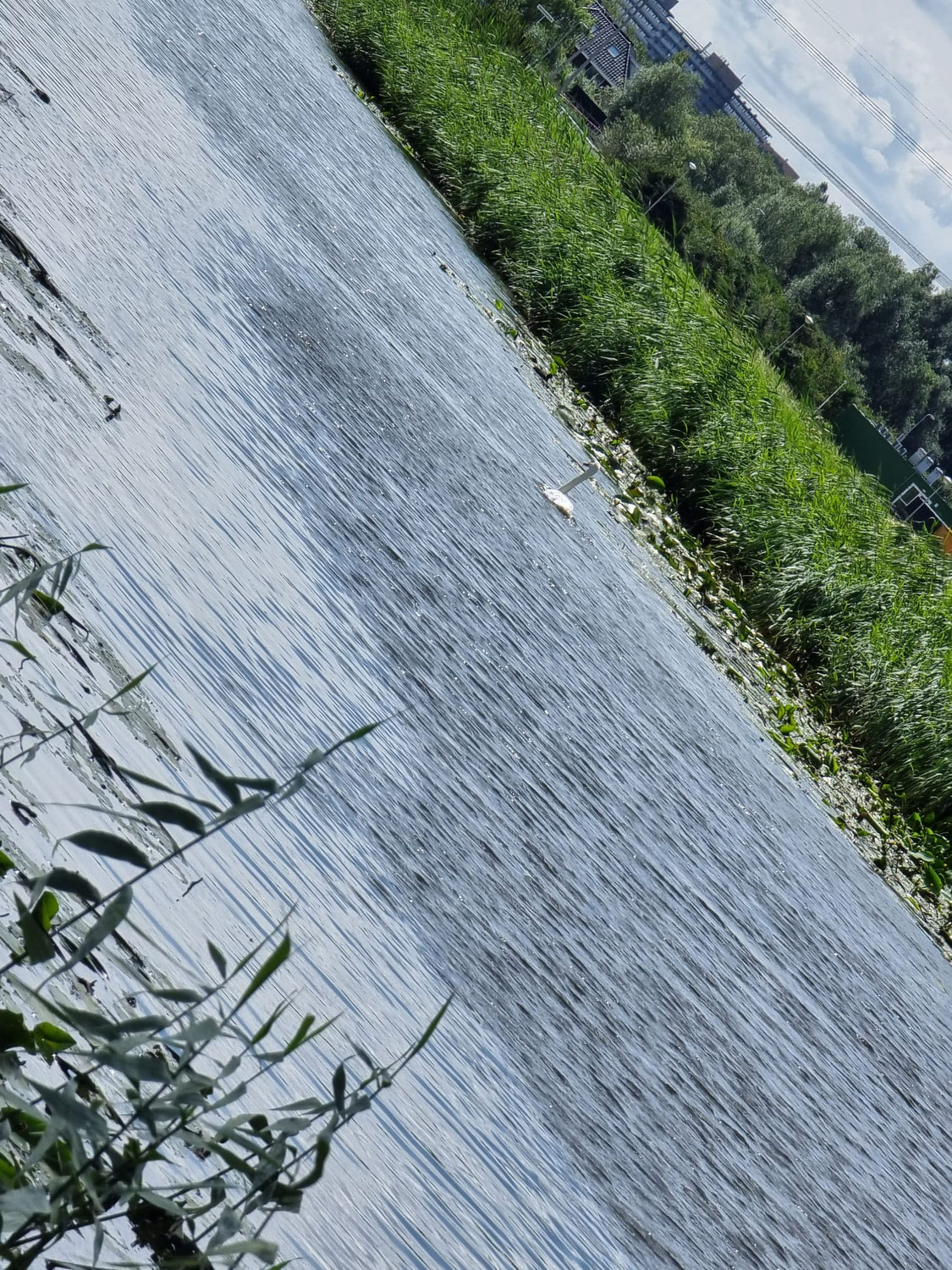 Zwaan in nood
