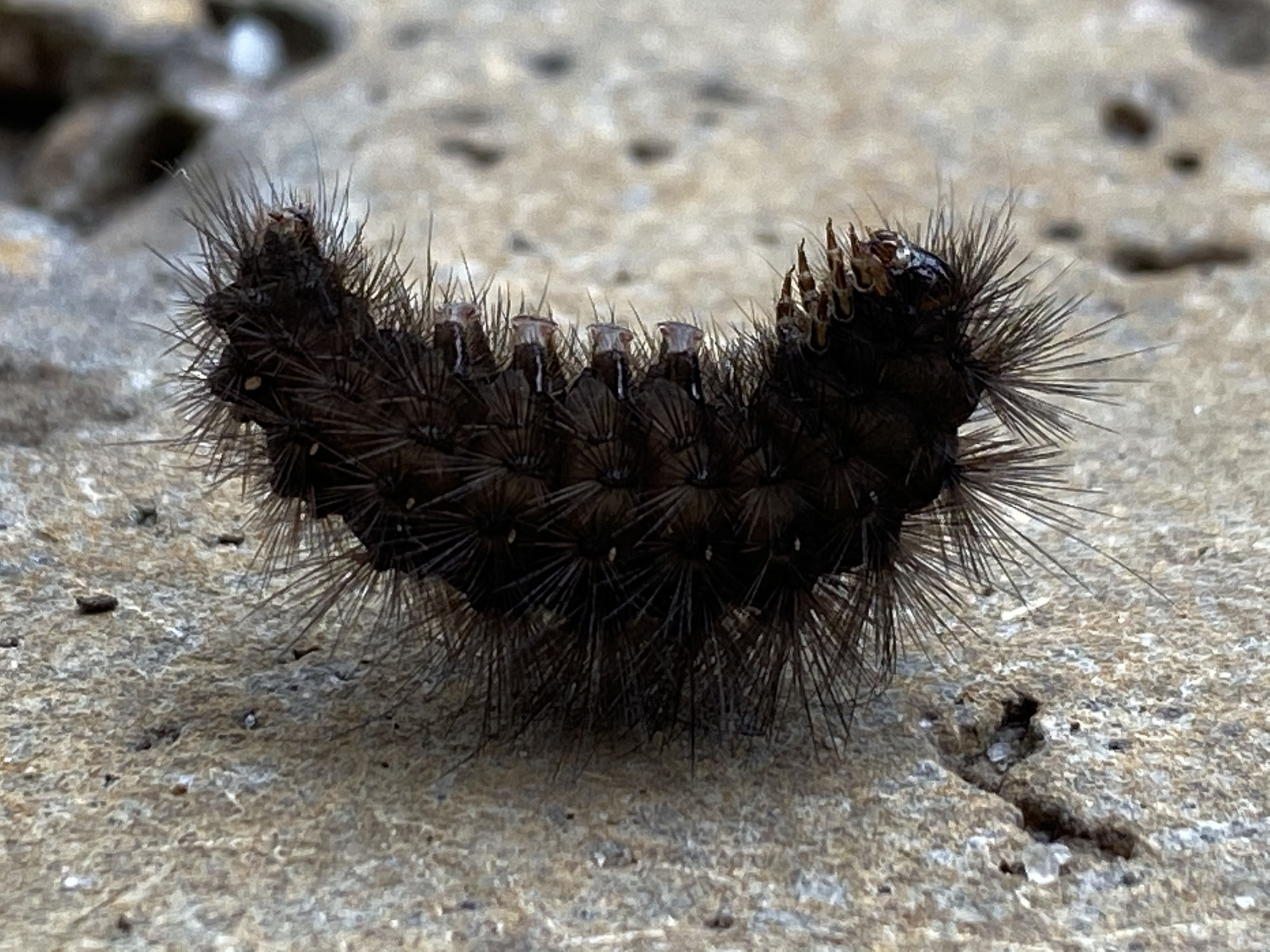 Rups Stekeltje
