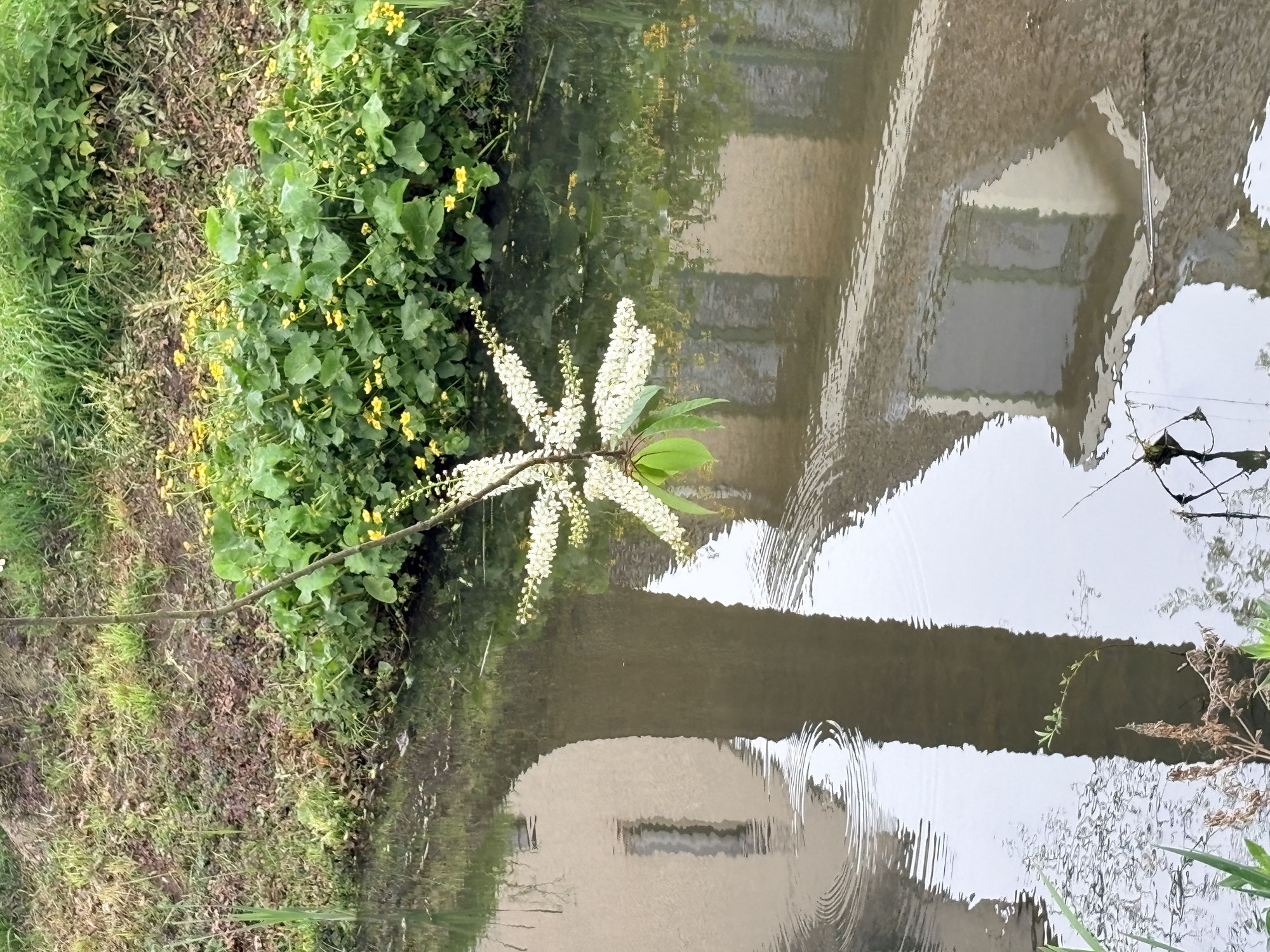 Ster boven het water